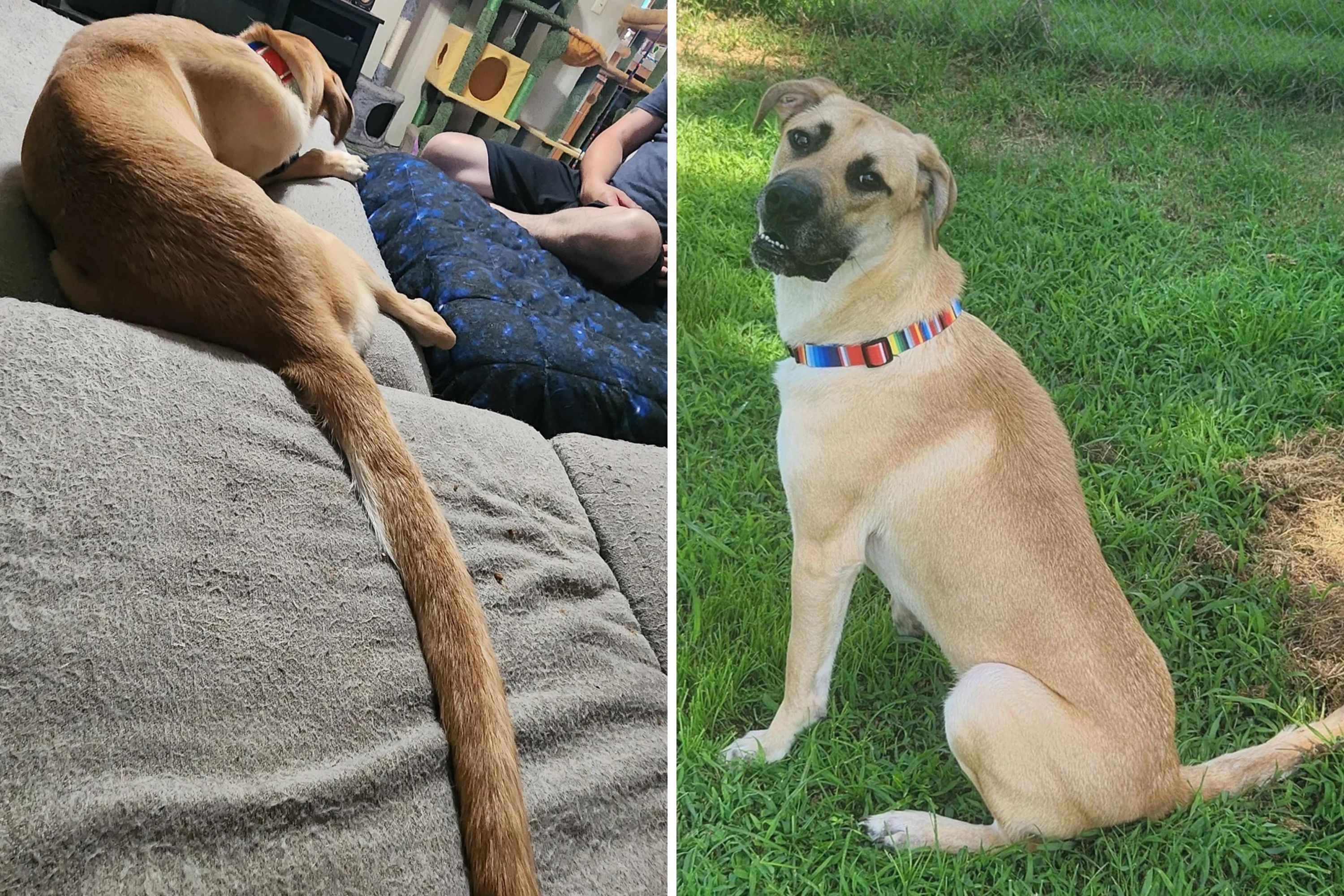 Internet Can't Cope With Dog's Tail After 'DNA Forgot To Turn Off' Growth