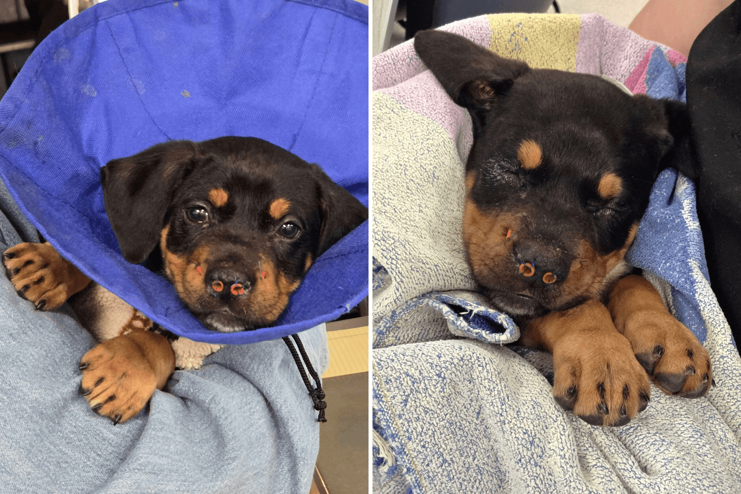Puppy Found Unable To Breathe After Dog Attack Gets a Second Chance at Life