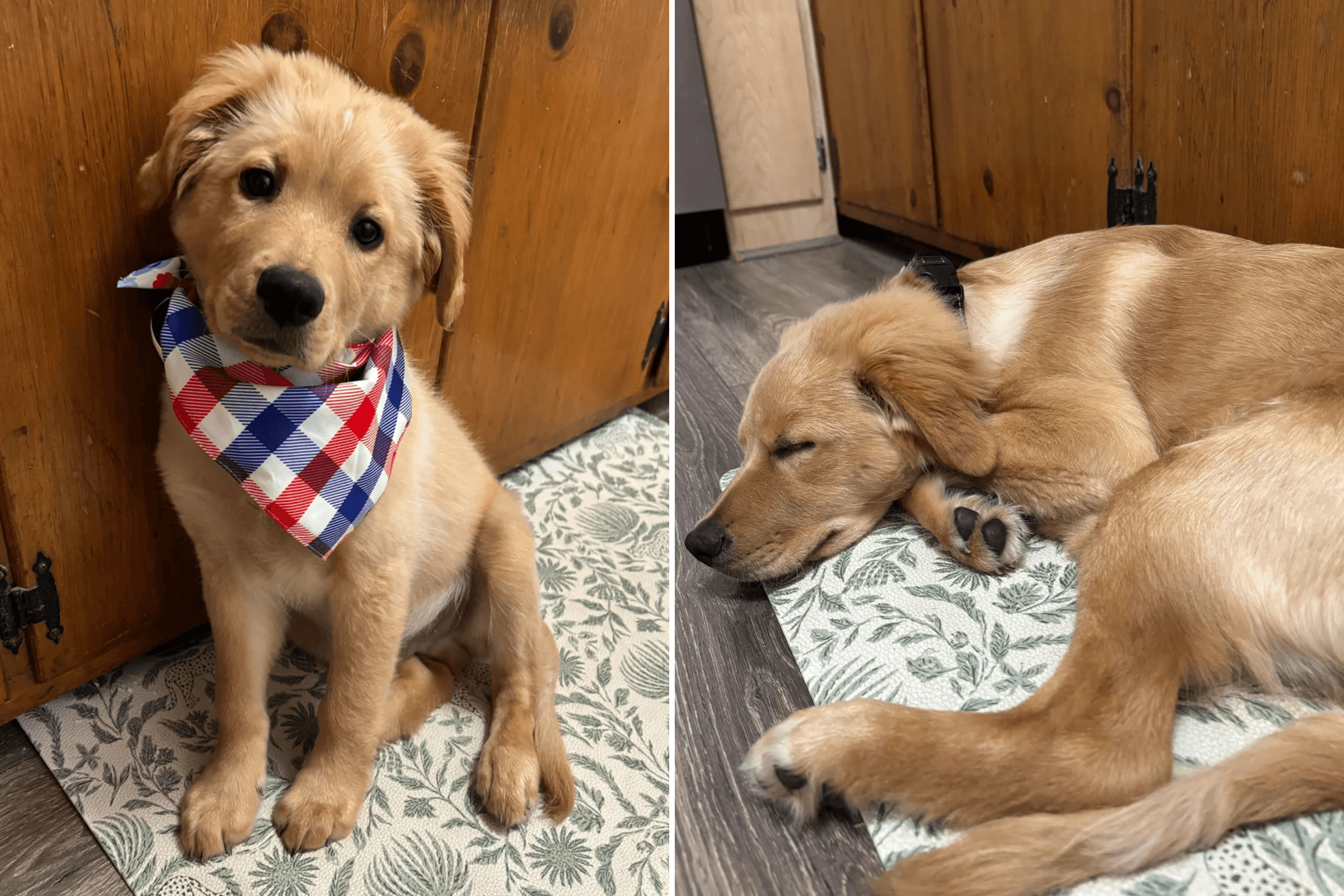Owner Rescues a 'Golden Retriever'—Then She Receives DNA Result