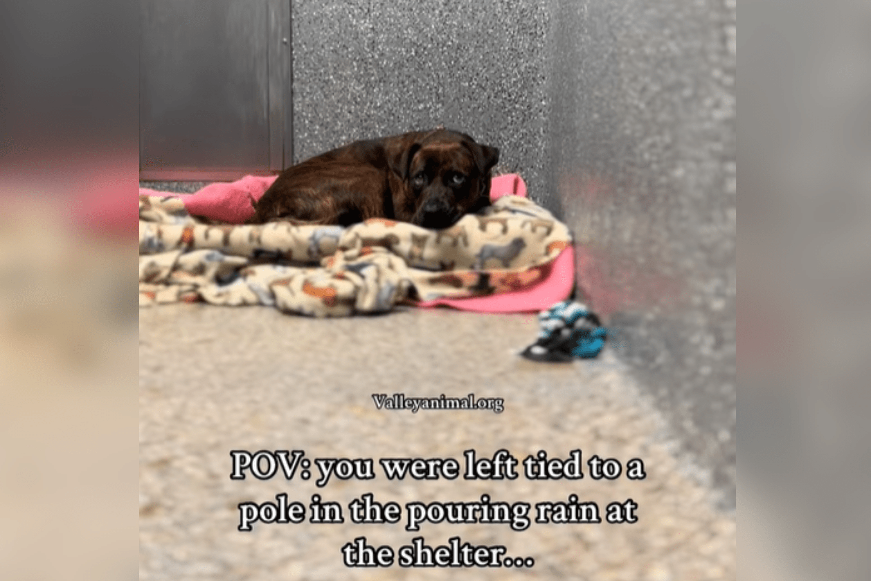 Dog Found Tied to Pole in Rain at Shelter—Now Hoping for a Second Chance