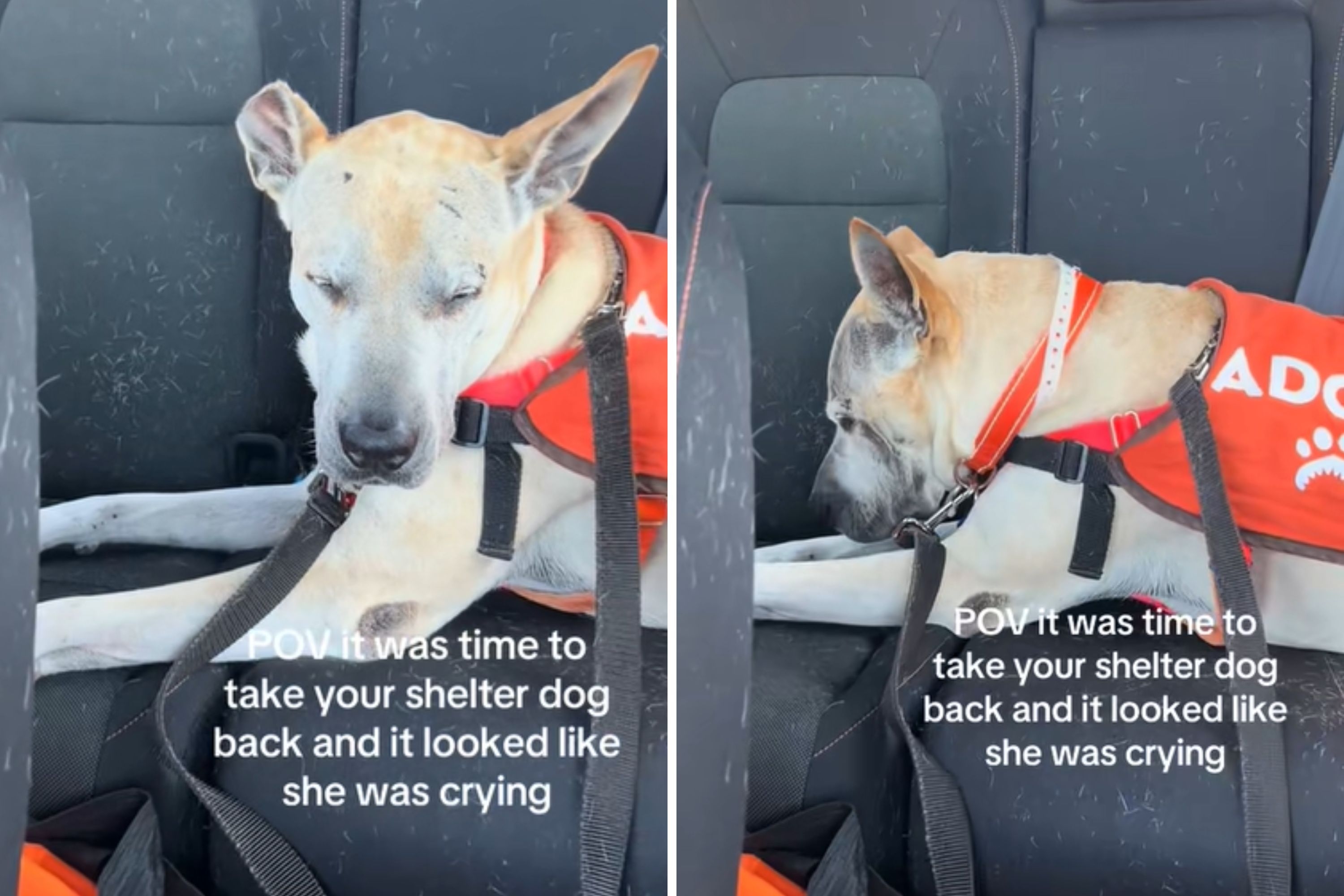 Hearts Break As Dog Starts 'Crying' on Way Back To Shelter After Day Out