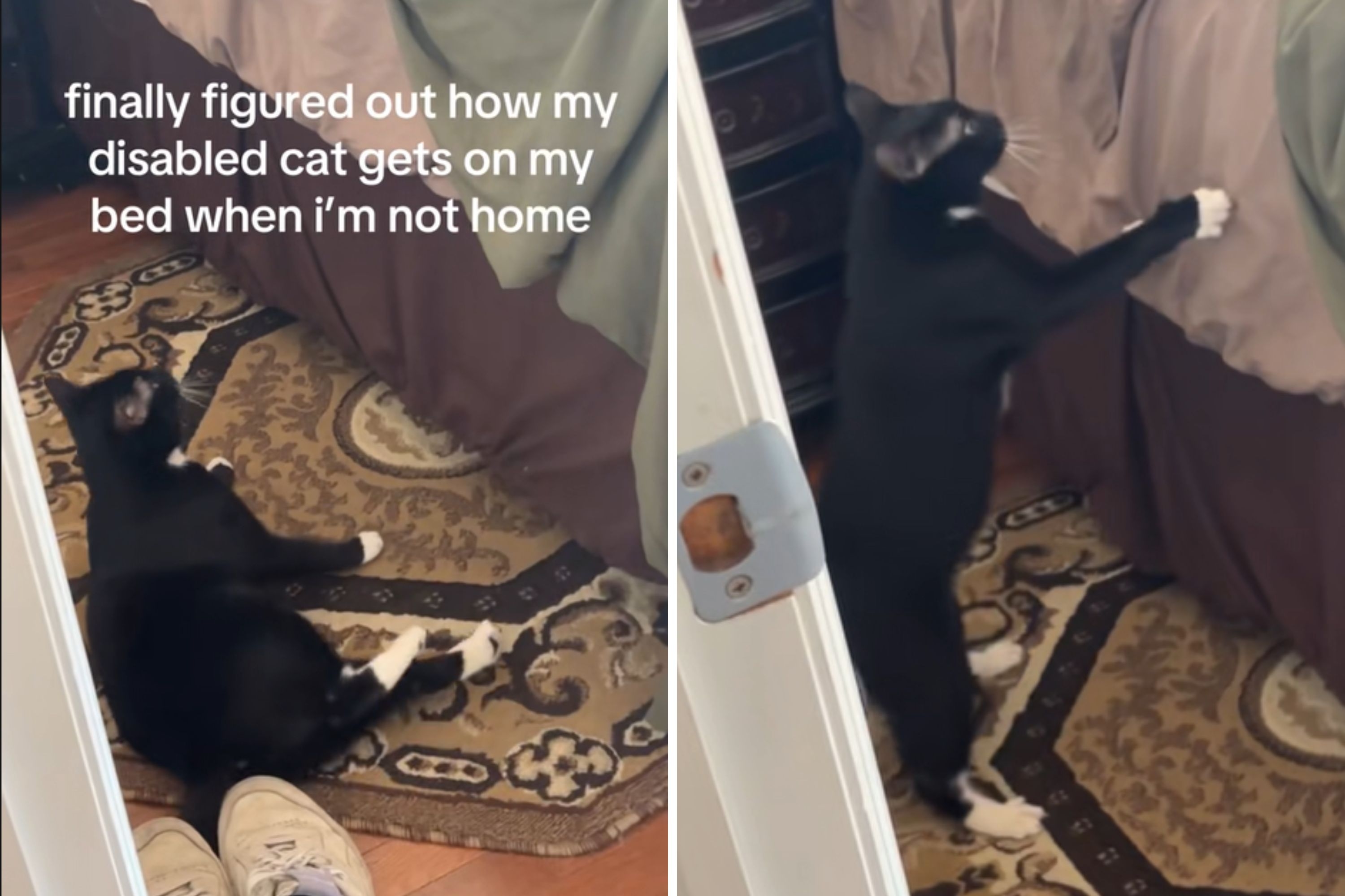 Man Wasn't Sure How Disabled Cat Was Getting on Bed, So He Films in Secret