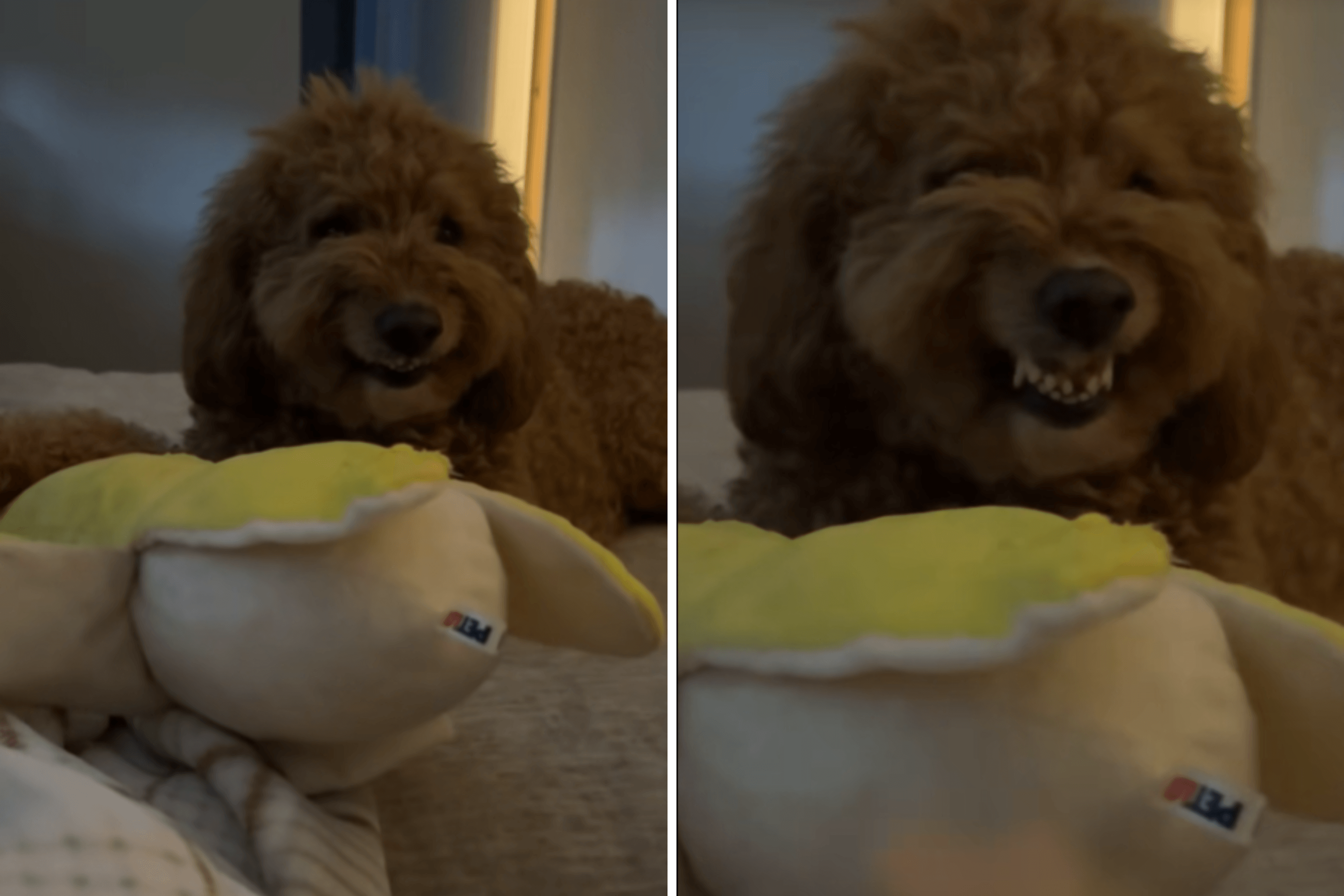 Moment Goldendoodle Shows His Attitude As Owner Tries To Touch Toy: 'Scary'