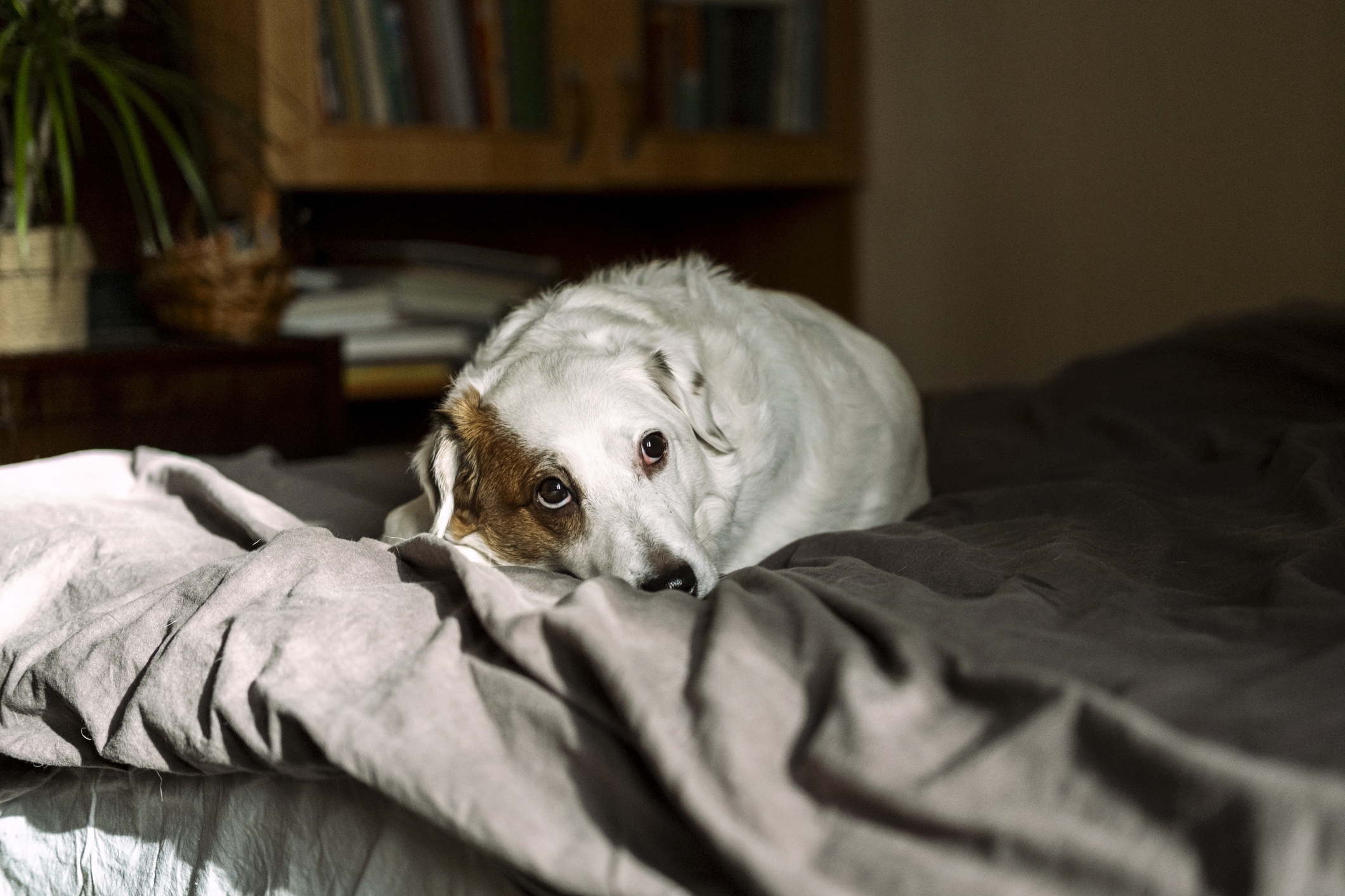 Heartbreaking Moment Dog Wakes Up, Tries To Find Owner—Then Has Realization