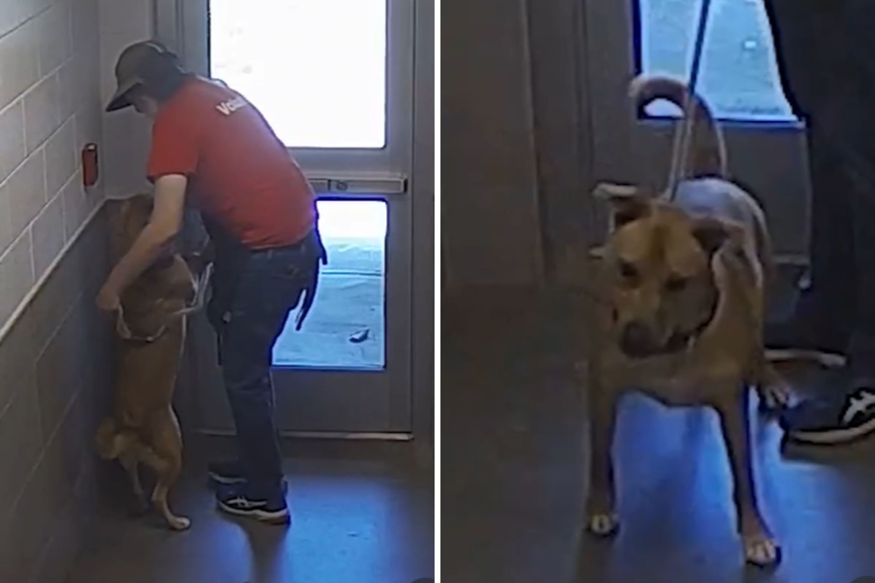 Shelter Dog Pulls Fire Alarm in Fit of Excitement—Forces Staff to Evacuate