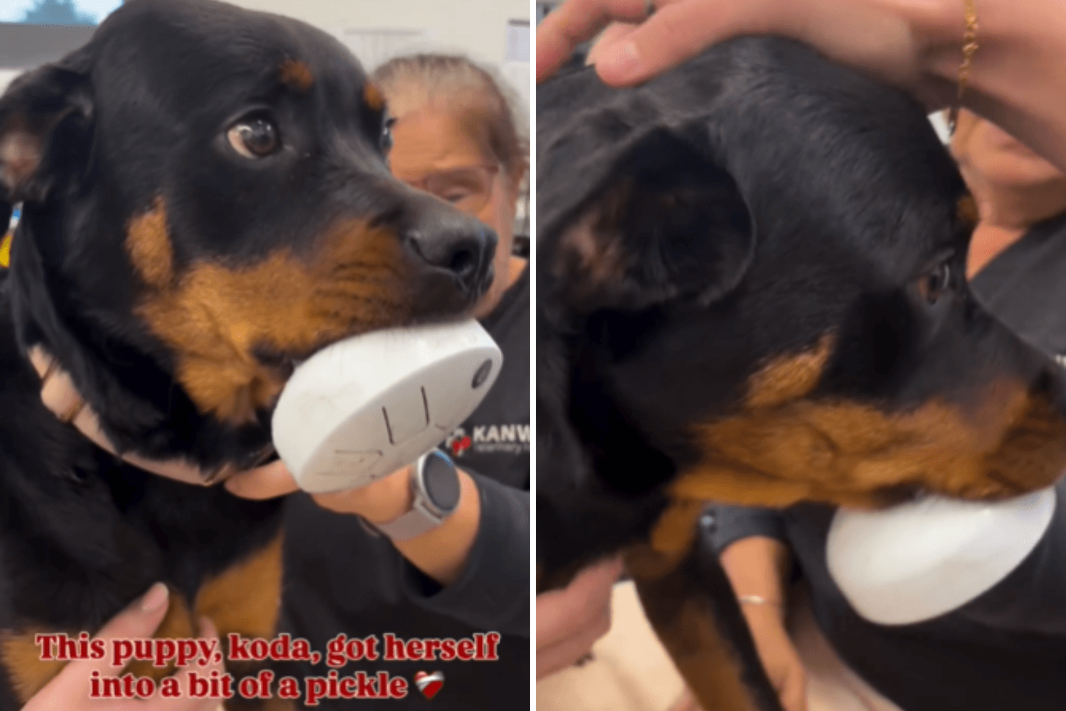 Rottweiler Finds Musical Instrument, Gets Stuck in the Most Unexpected Way