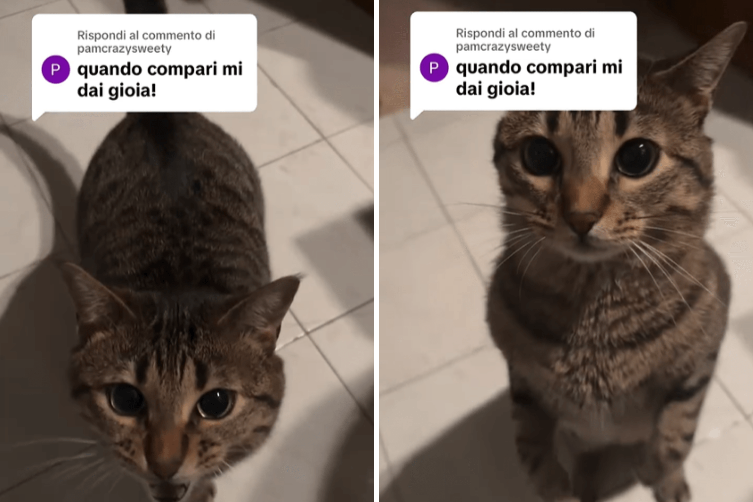 Owner Calls Cat—Nobody Prepared for How He Replies