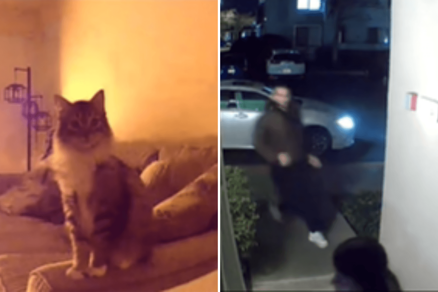 Couple Check Pet Cam, Realize Cat Is Trying To Warn Them About Something