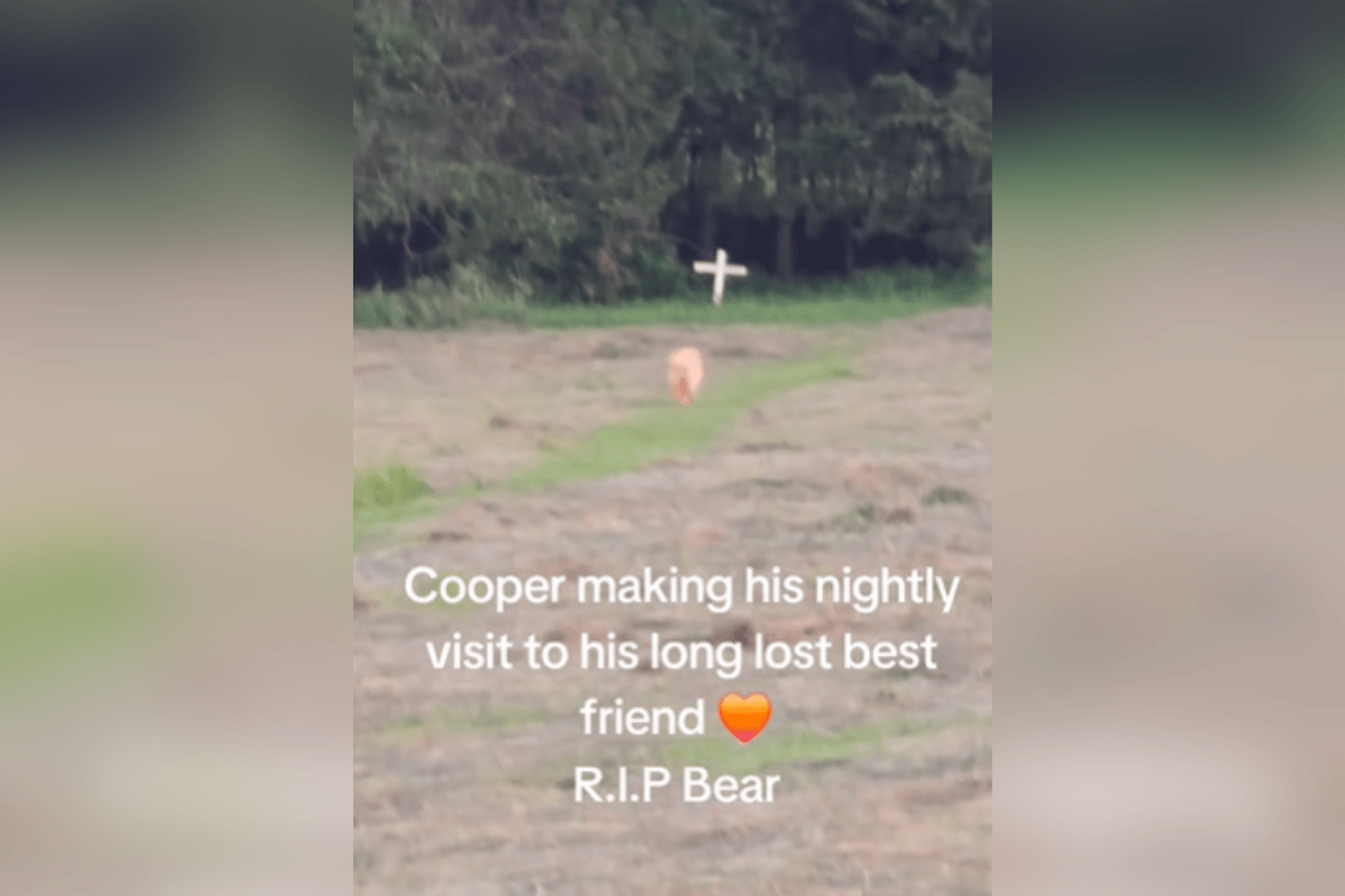 Tears at What Golden Retriever Does Every Night for 'Long Lost Best Friend'