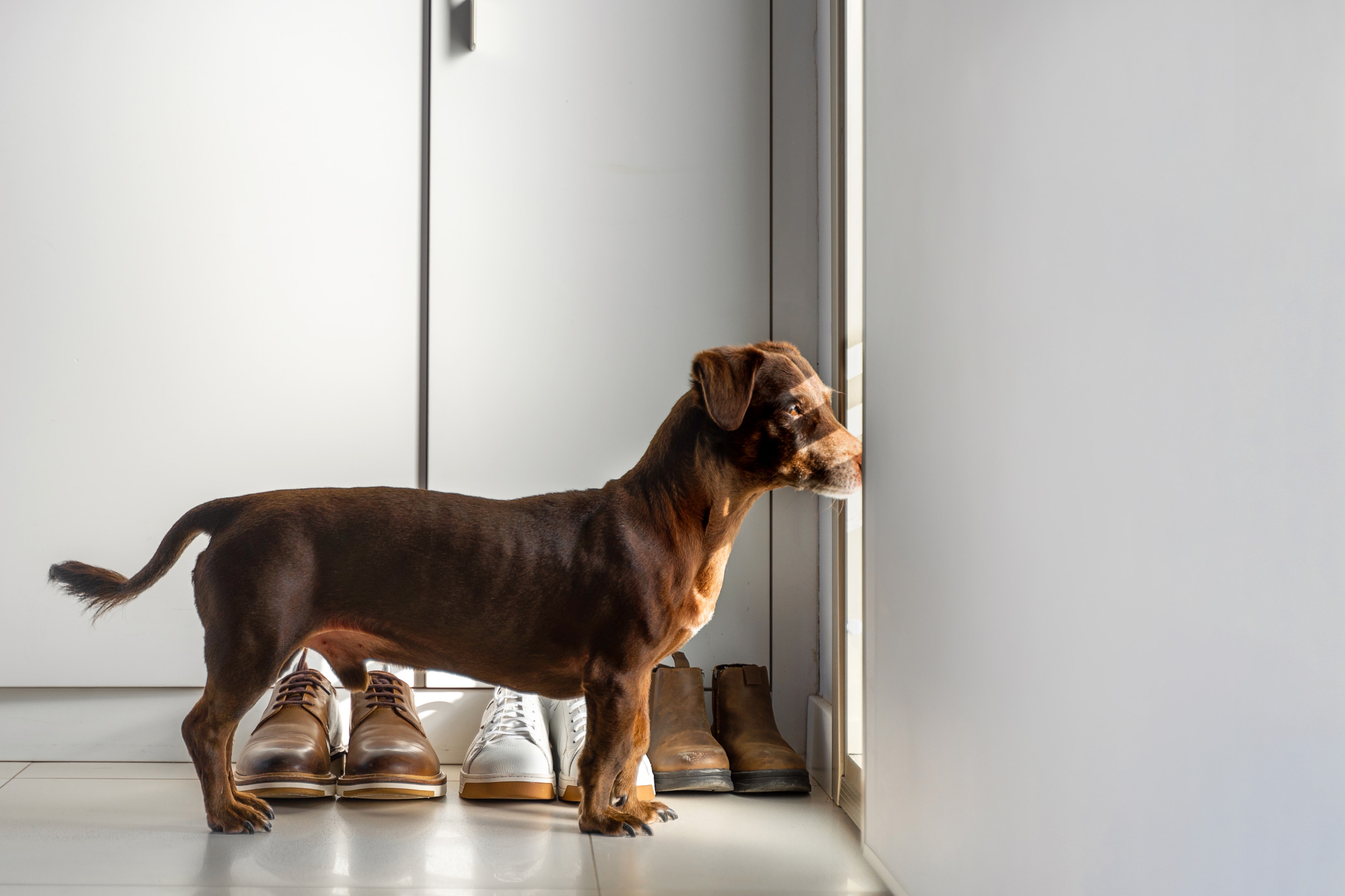 Dog's Reaction To Hearing Best Friend Is Coming Over Delights Internet