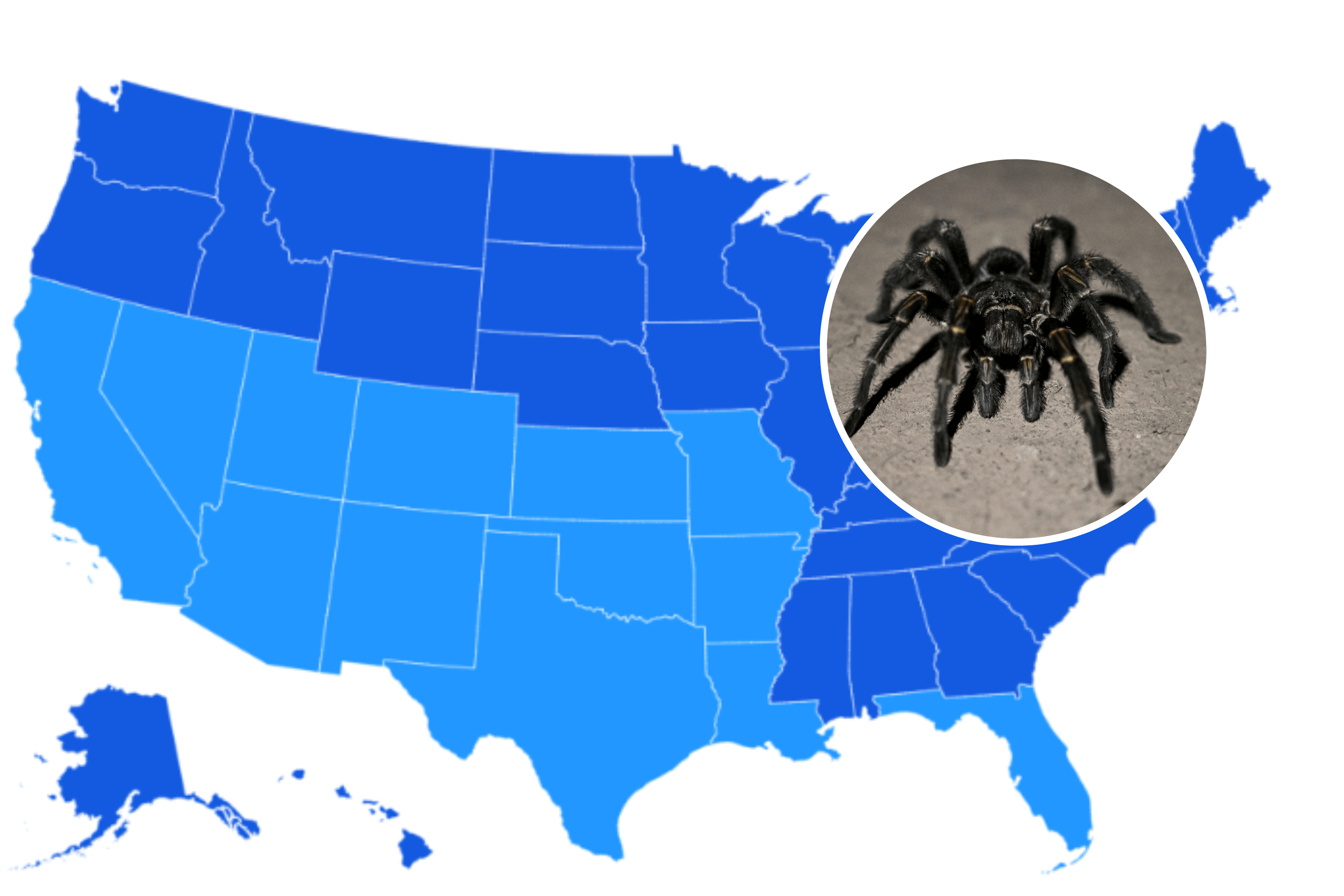 Map Shows States Where Tarantulas Are Roaming for Mating Season