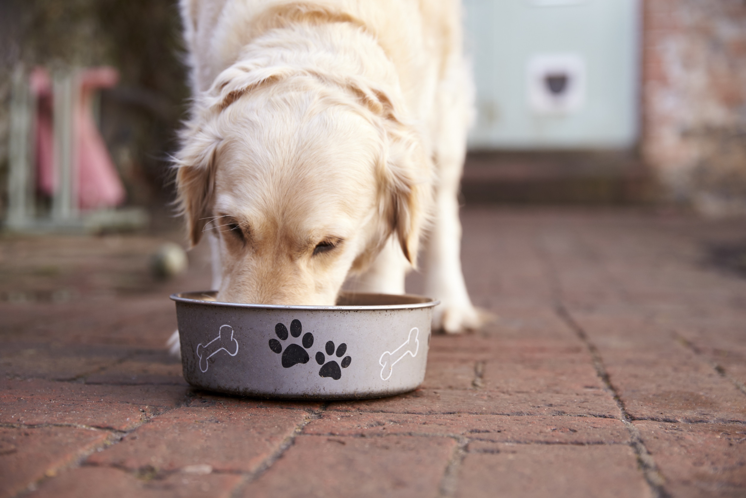 No One Prepared for What Senior Labrador Does After Every Bite of Food
