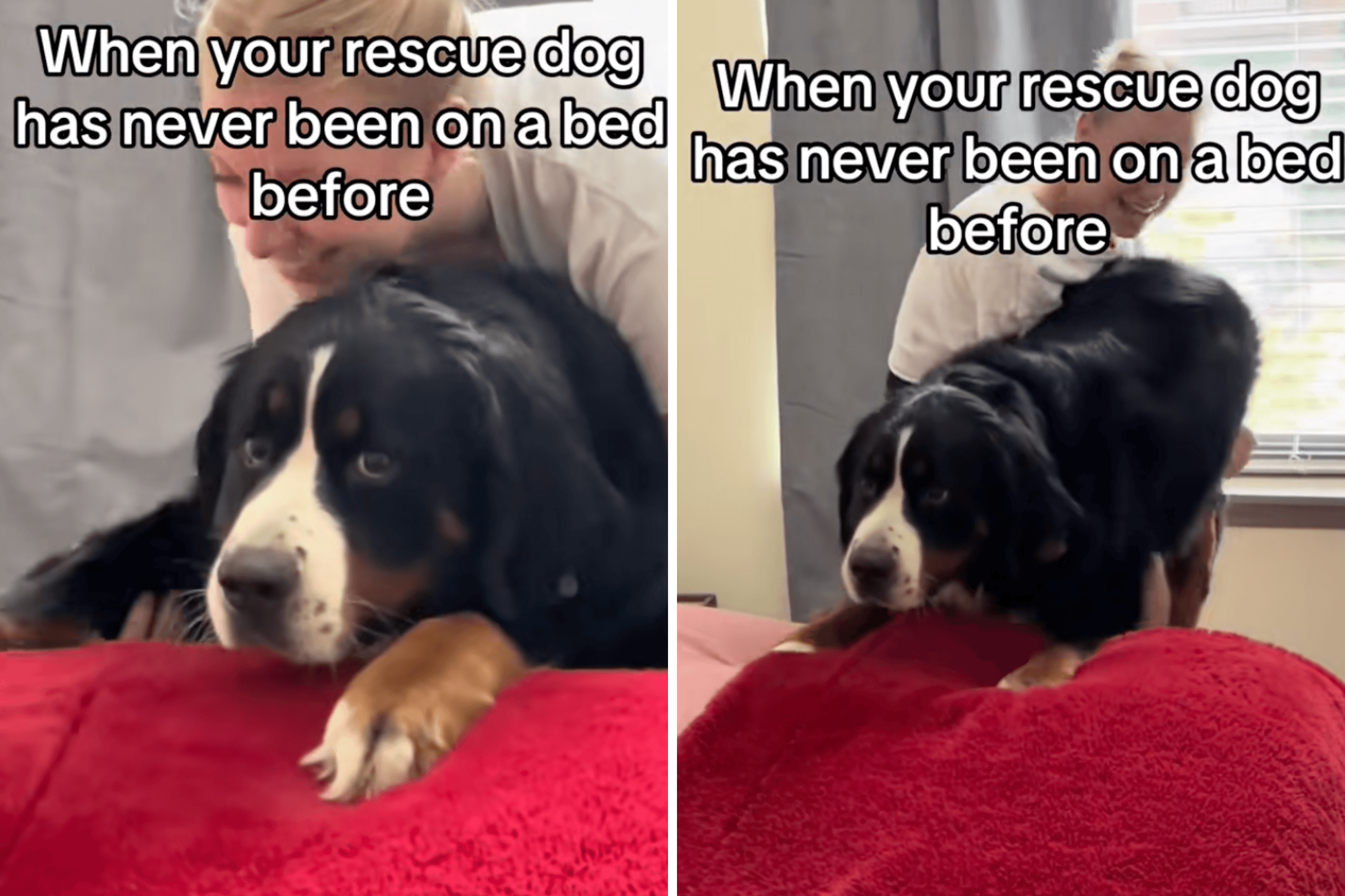 Owner Lets Rescue Dog on Bed for First Time—Tears at Reaction: 'Poor Baby'