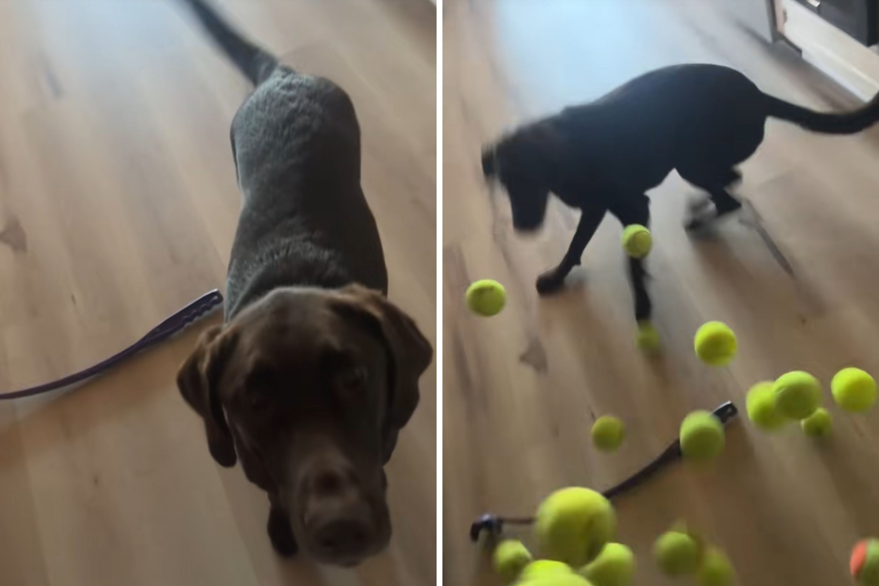Woman Buys Box of Tennis Balls for 'Obsessed' Dog—Backfires Spectacularly