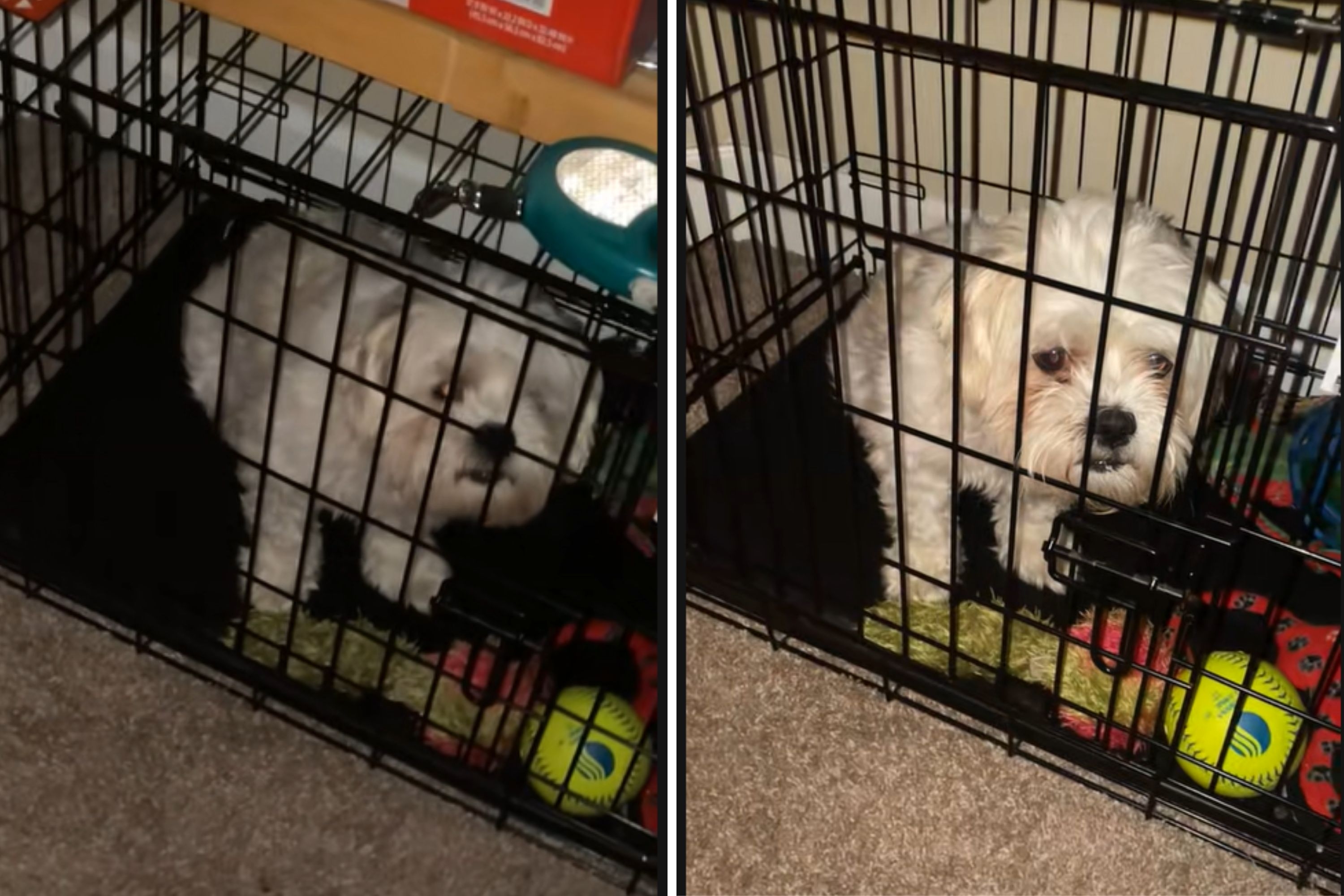 Hysterics as Woman Comes Home to Find Dog Locked in Crate—Along With a Note
