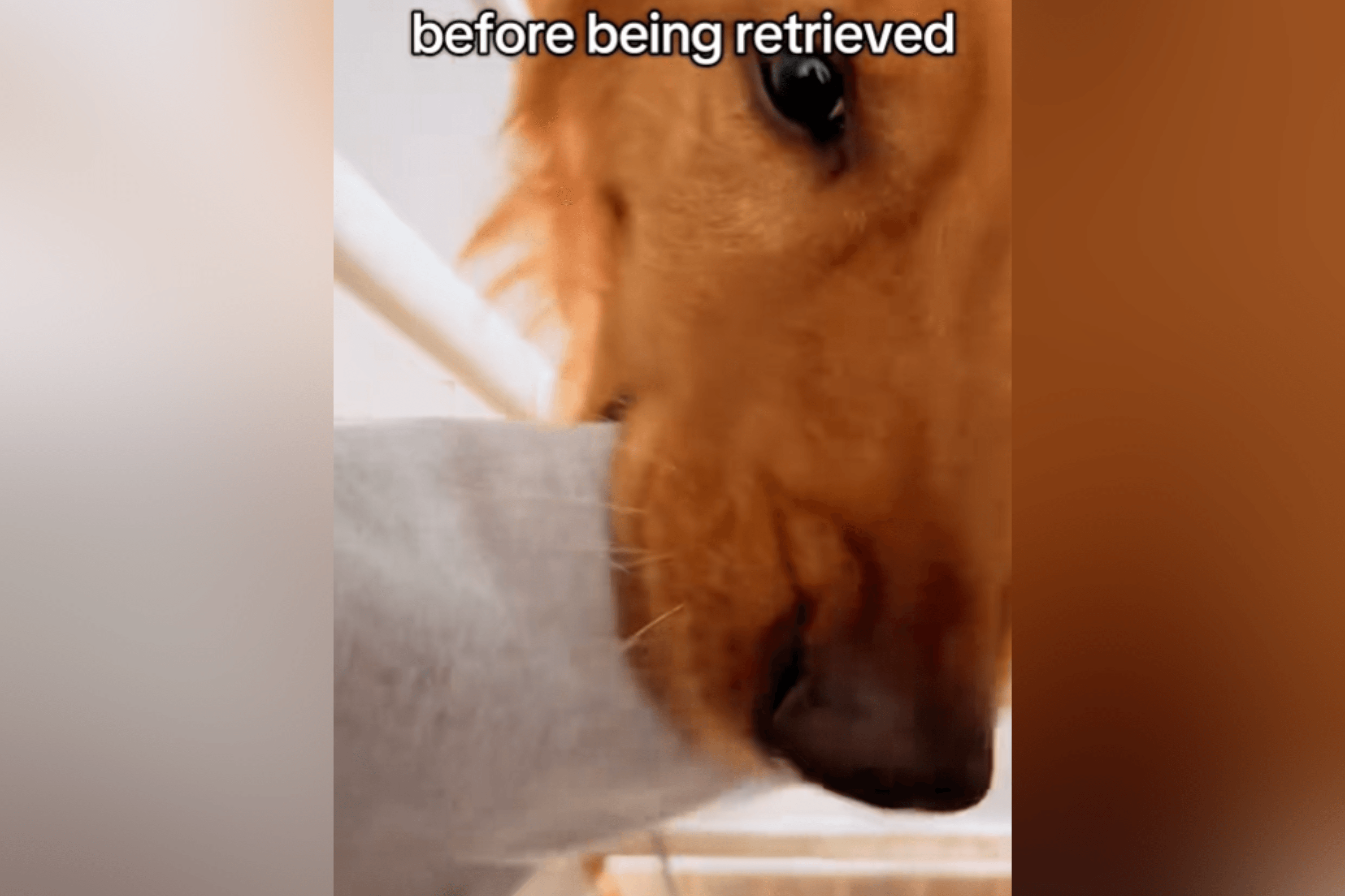 Golden's Unique Way of Welcoming Owner Home Goes Viral: 'Retrieved'