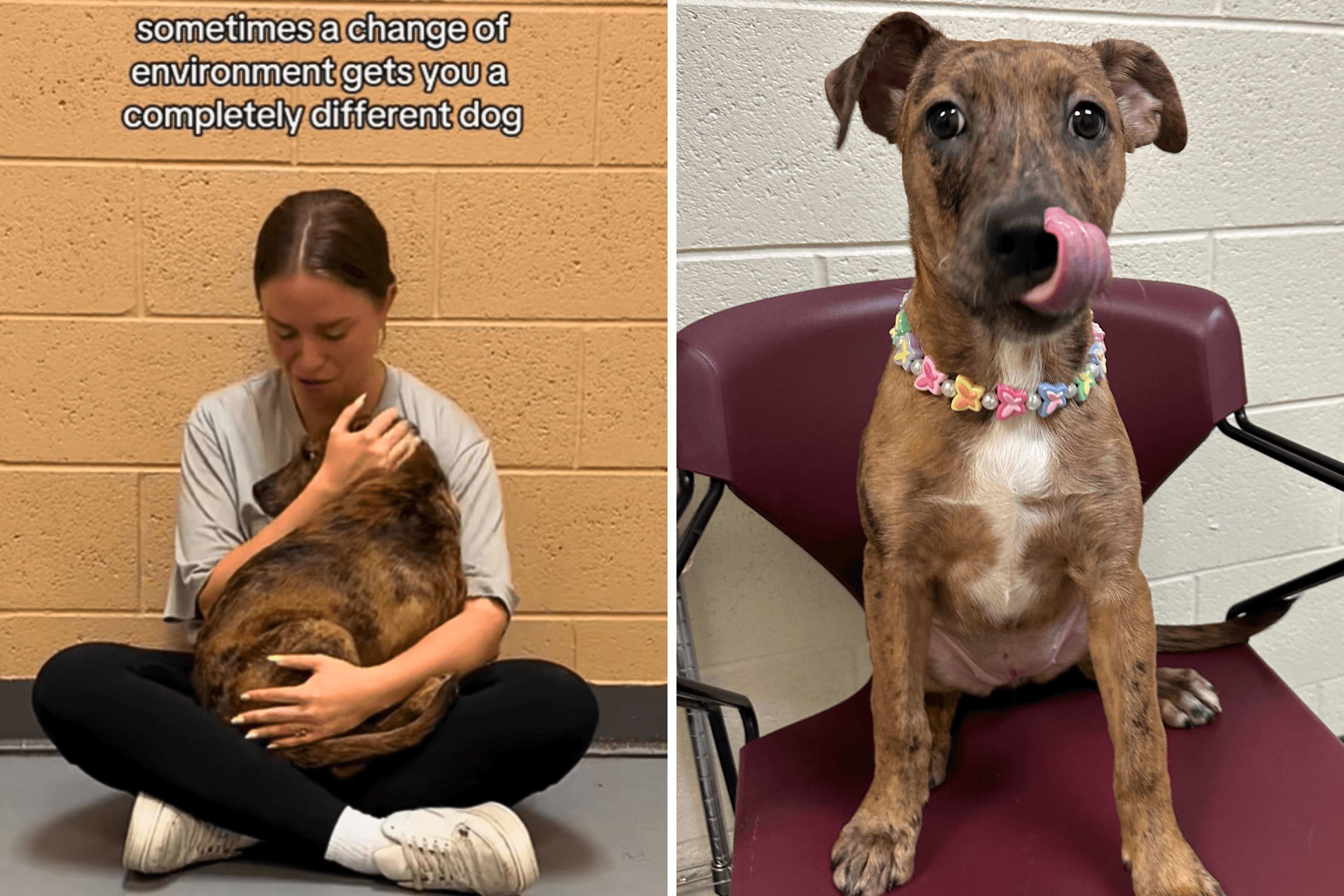 Shelter Dog Too Scared To Leave Kennel—Volunteer's Patience Changes All