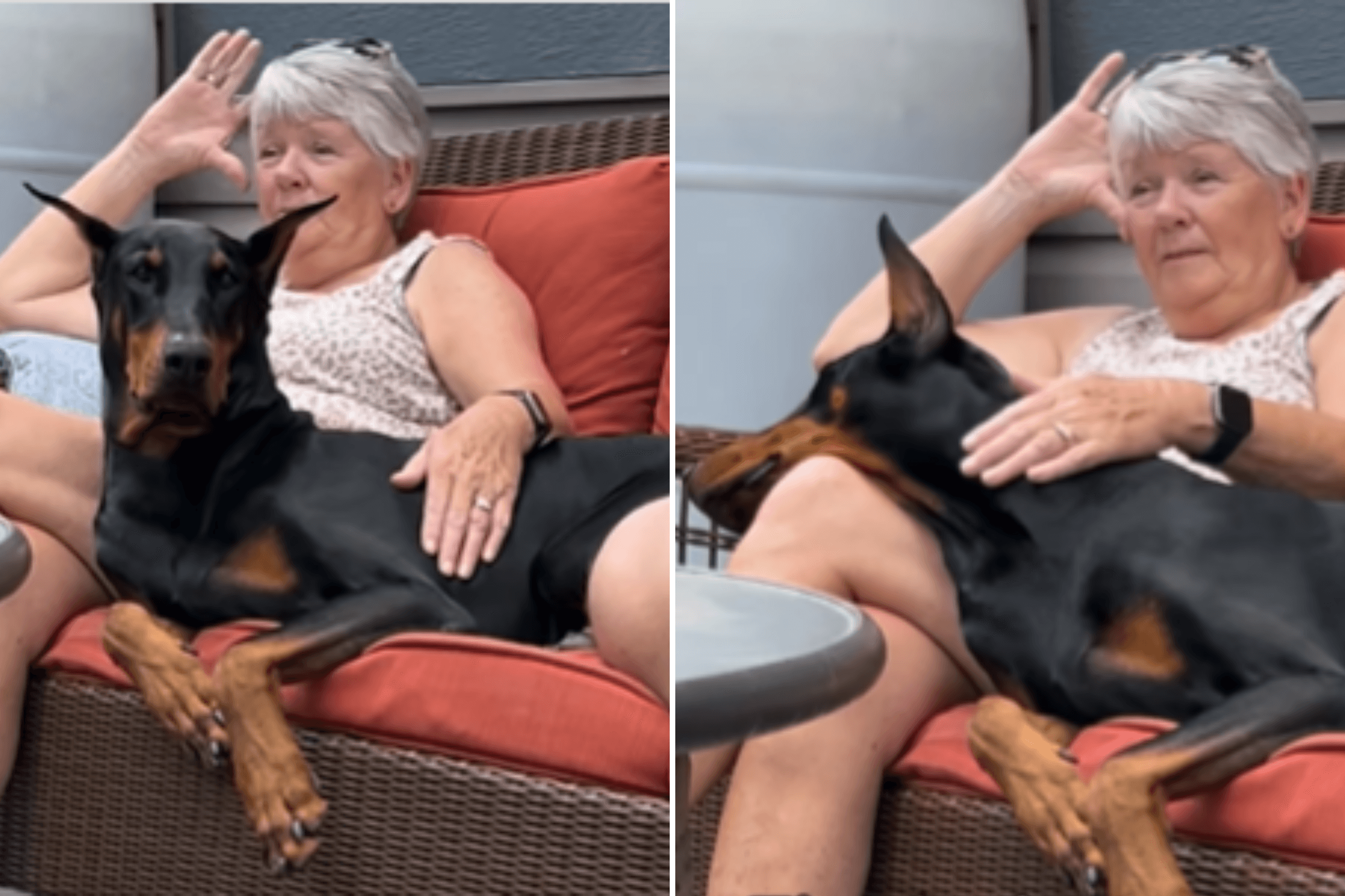 Doberman Spends 1 Night With Grandma, Then Everything Changes