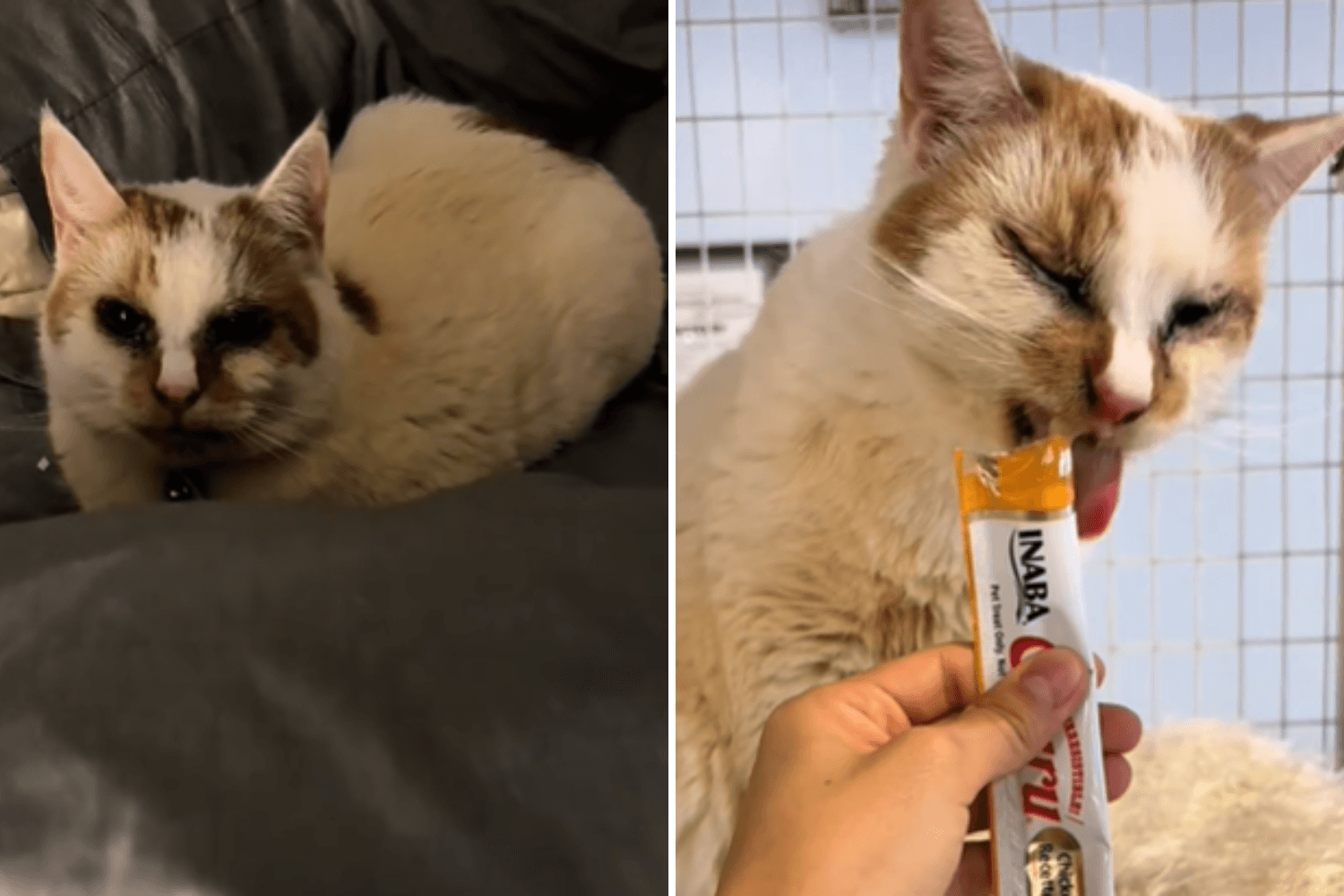 'Unadoptable' Shelter Cat Had Given Up on Life—Then a Stranger Saw Him