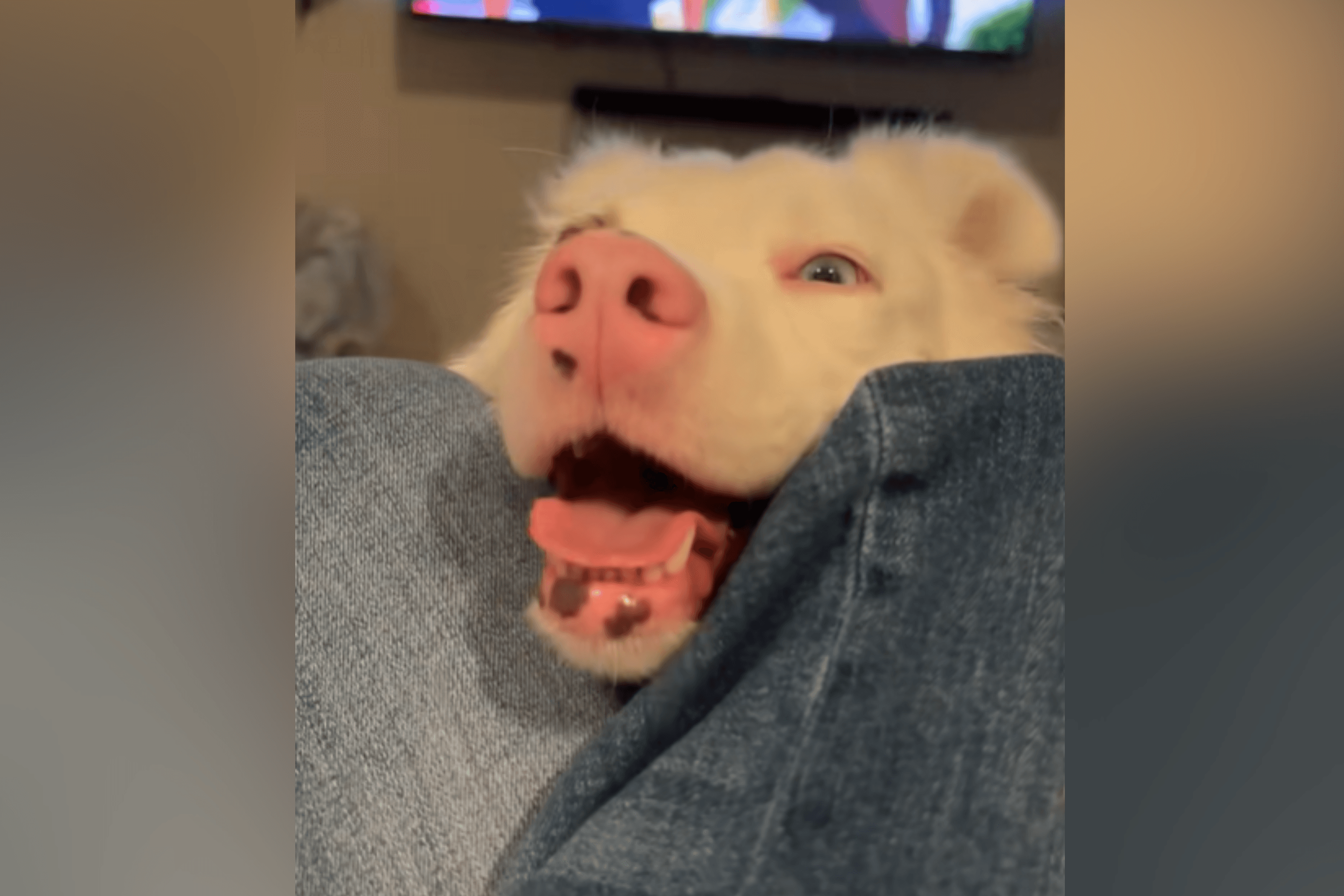 Moment Dog Admits Why She Really Loves Owner Seen by 20 Million: 'Honest'