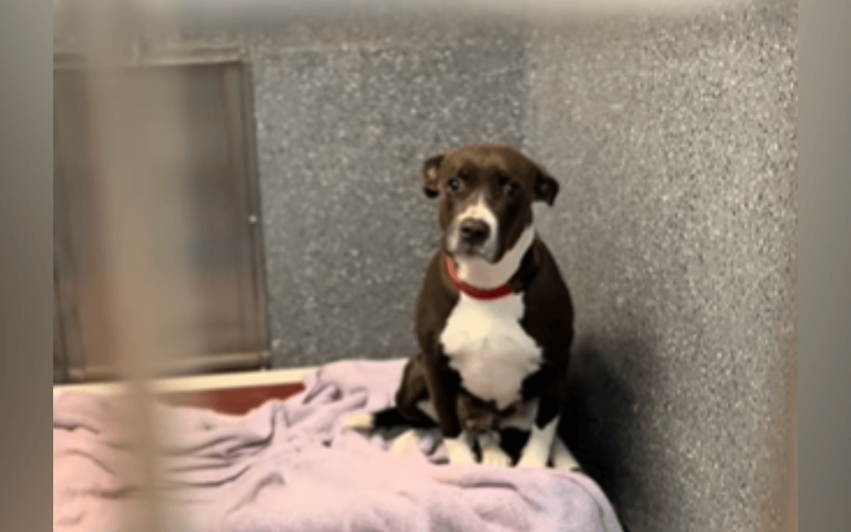 Dog Abandoned With Her Puppies Now Overlooked in Shelter With 'No Interest'