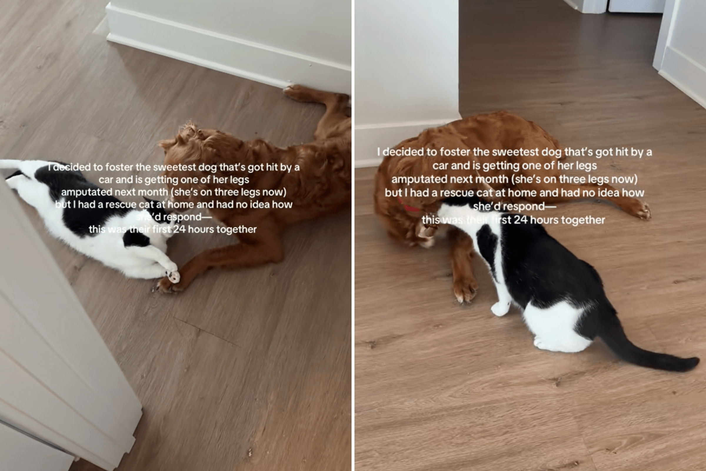 Woman Fosters Dog Hit by Car, She's Not Prepared for Rescue Cat's Response
