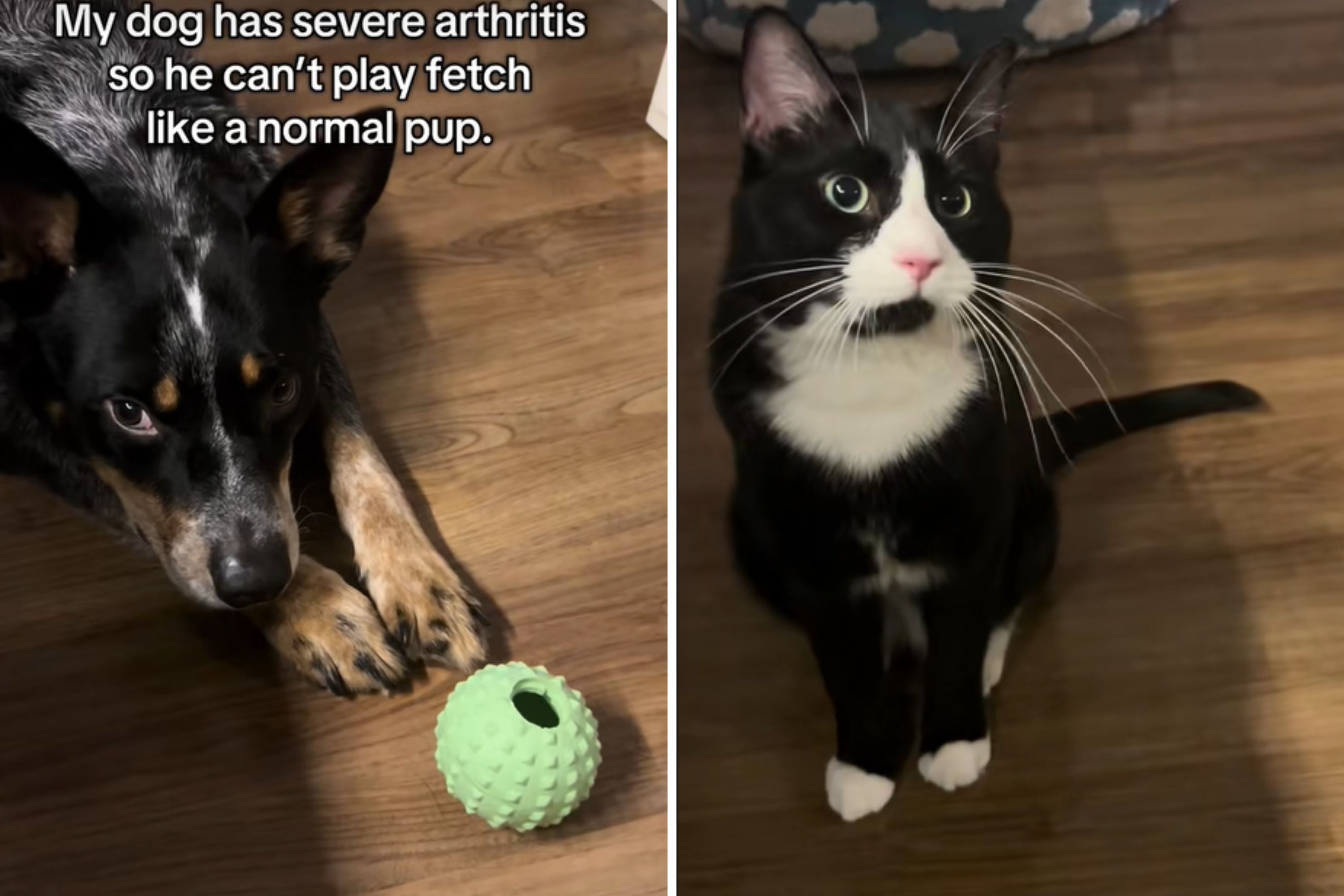 Dog With Severe Arthritis Cannot Play Fetch, But Unexpected Friend Steps In