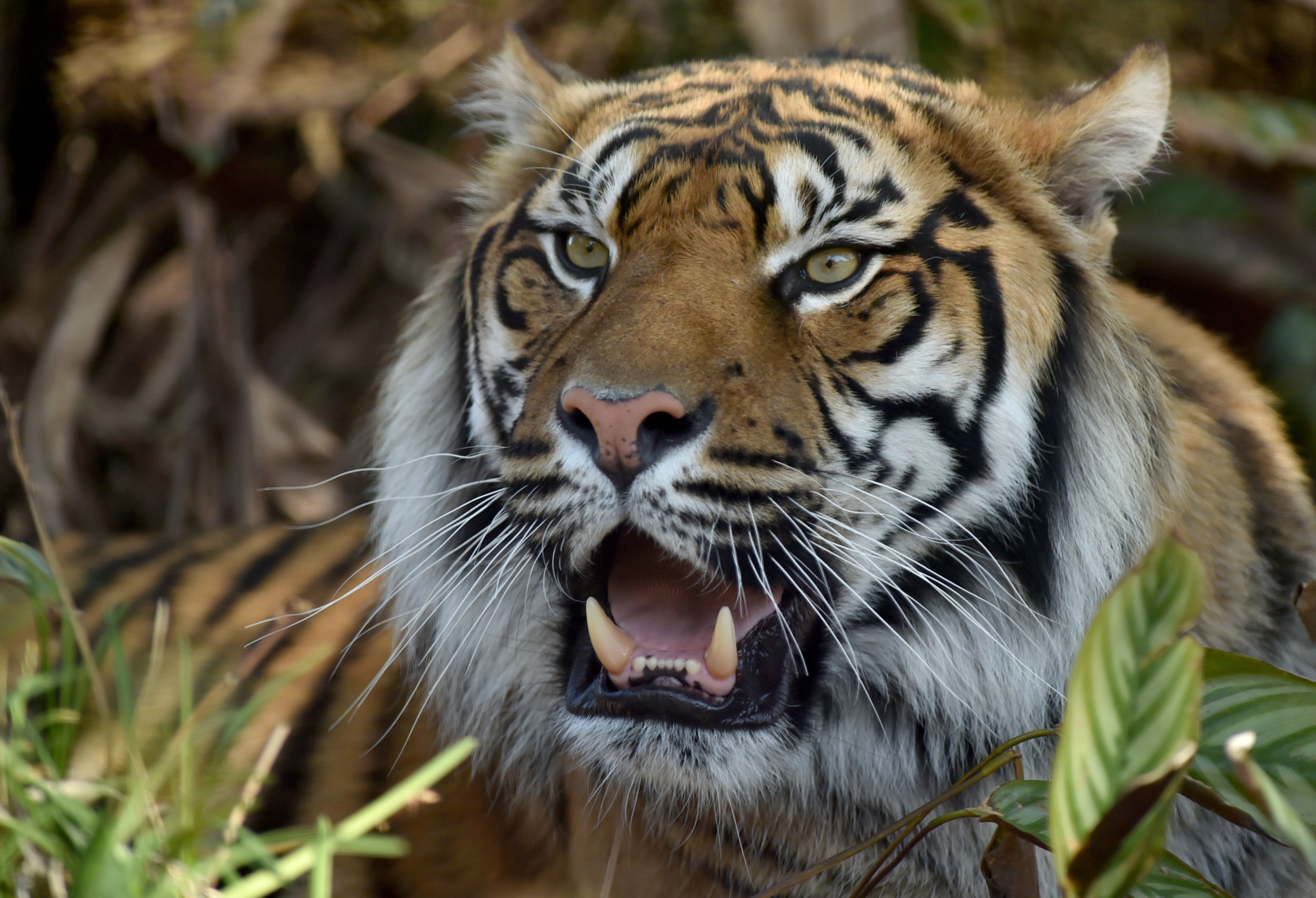 Zoo Asks Visitors to Donate Small Pets as Food for Predators