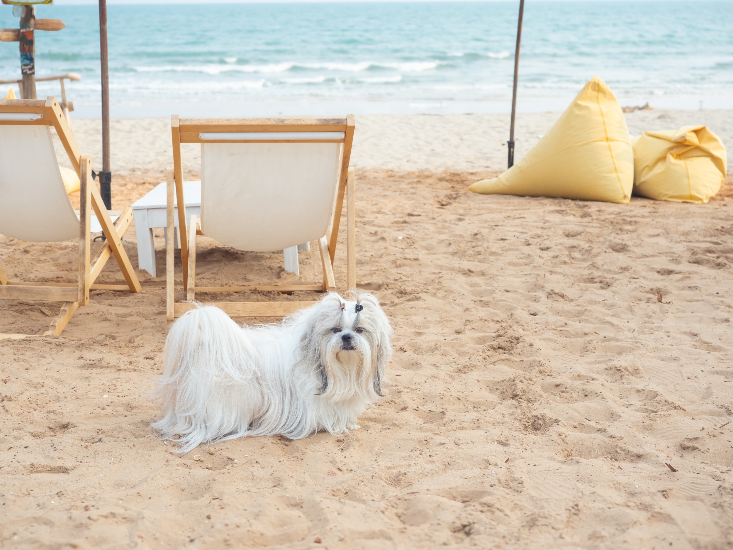 Owner Takes Dog to Beach—No One Expected Where the Day Would End