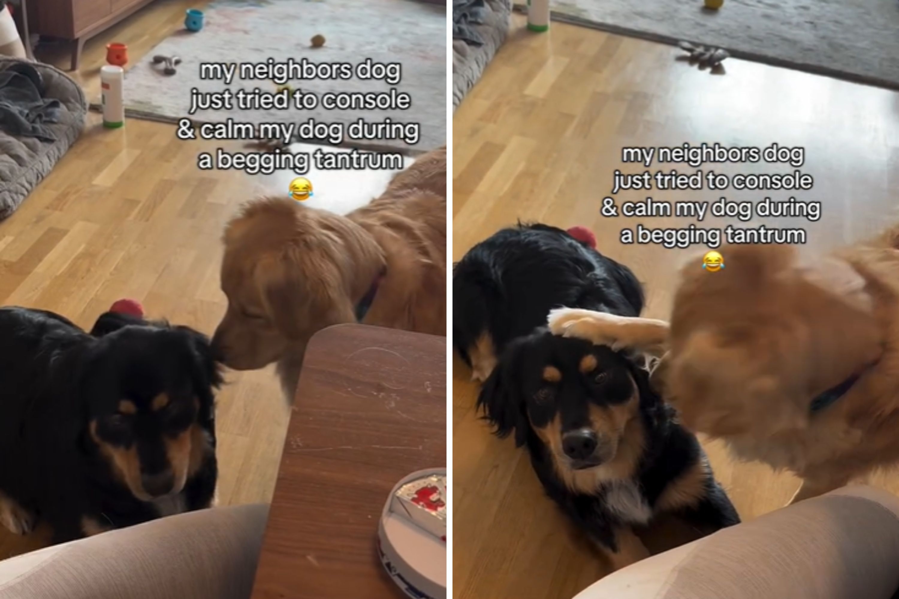 Golden Retriever Has Enough of Dog's Tantrum—Proceeds to Silence Her