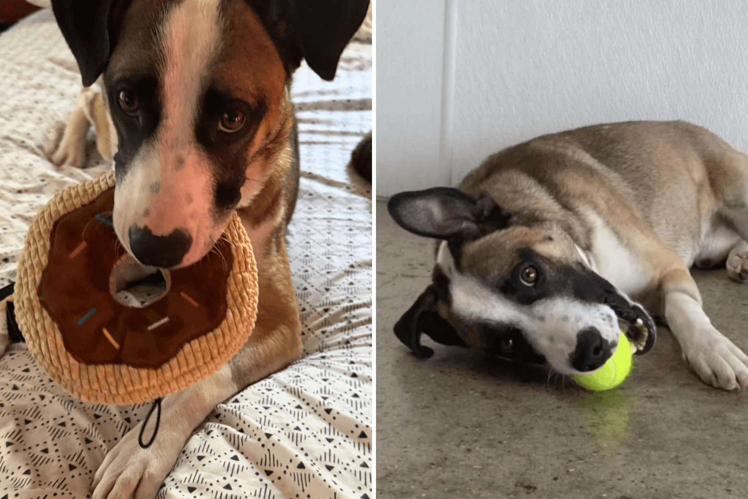 Hearts Break Over Face of 'Sweet' Dog Tossed Out of Moving Truck in L.A.