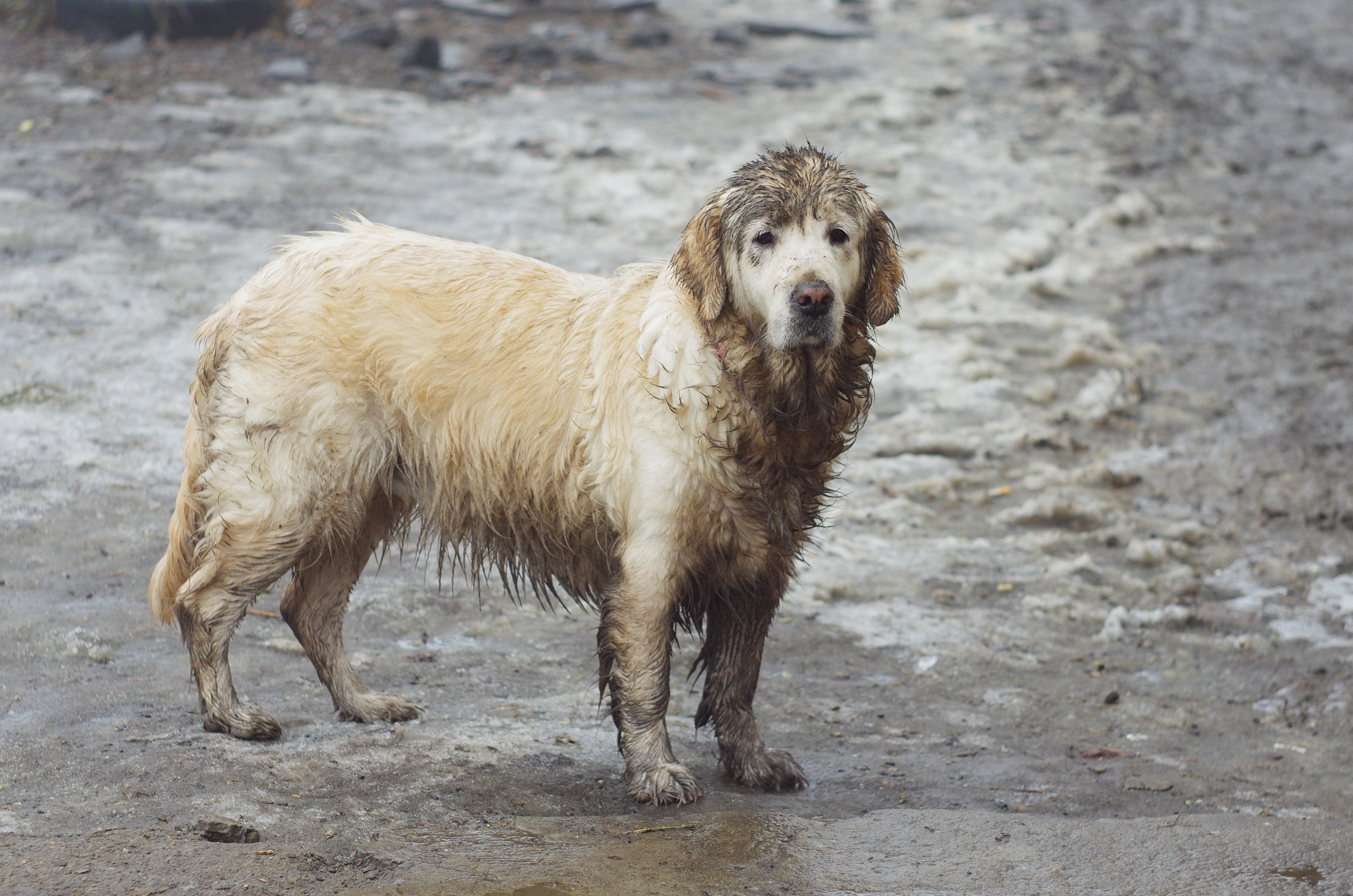 Heartbroken Man Goes for Drive, Finds Lost 'Crying' Retriever on Roadside