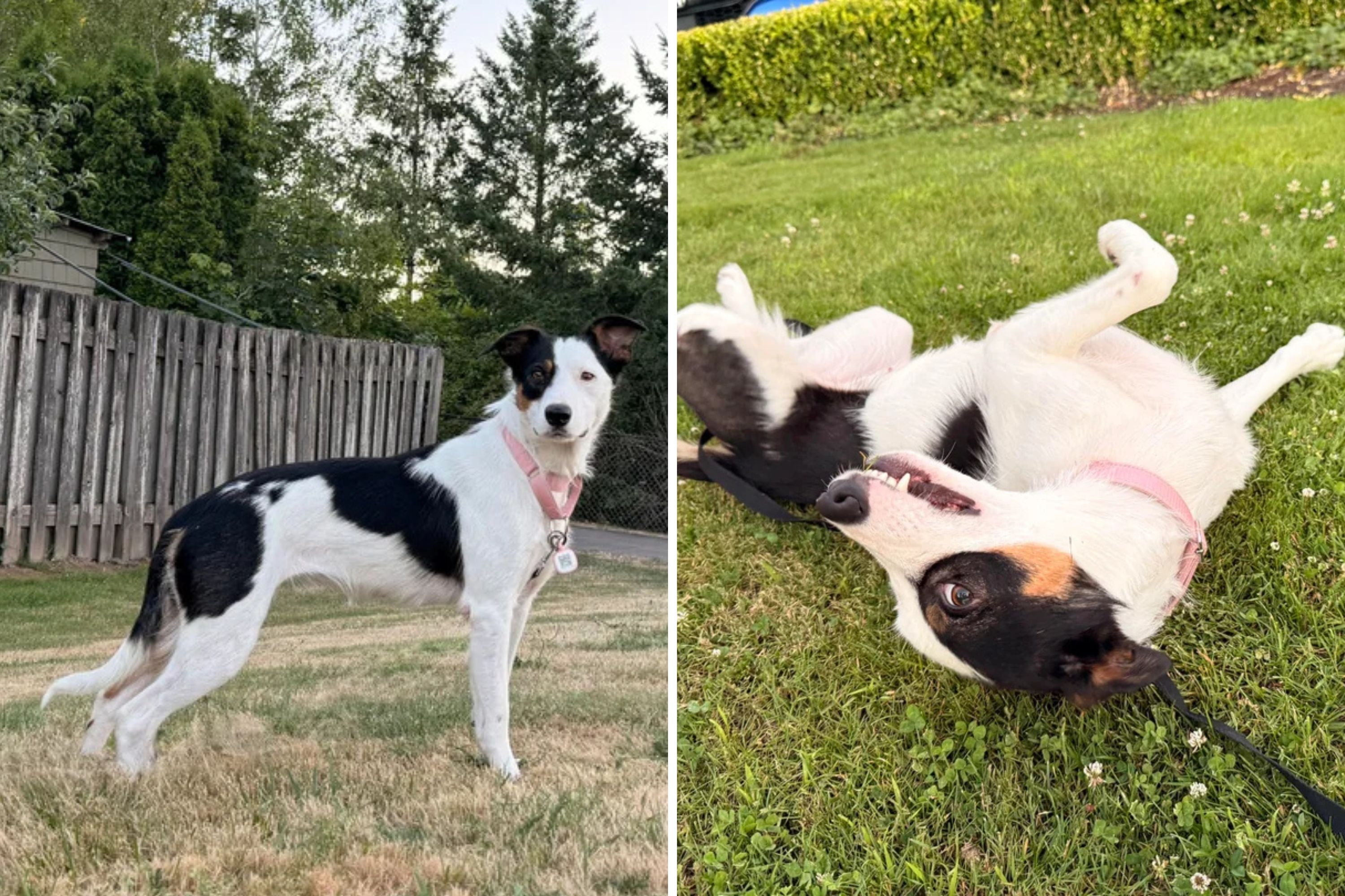 Owner DNA Tests Dog for Health Clues—It's the Breed That Shocks Her