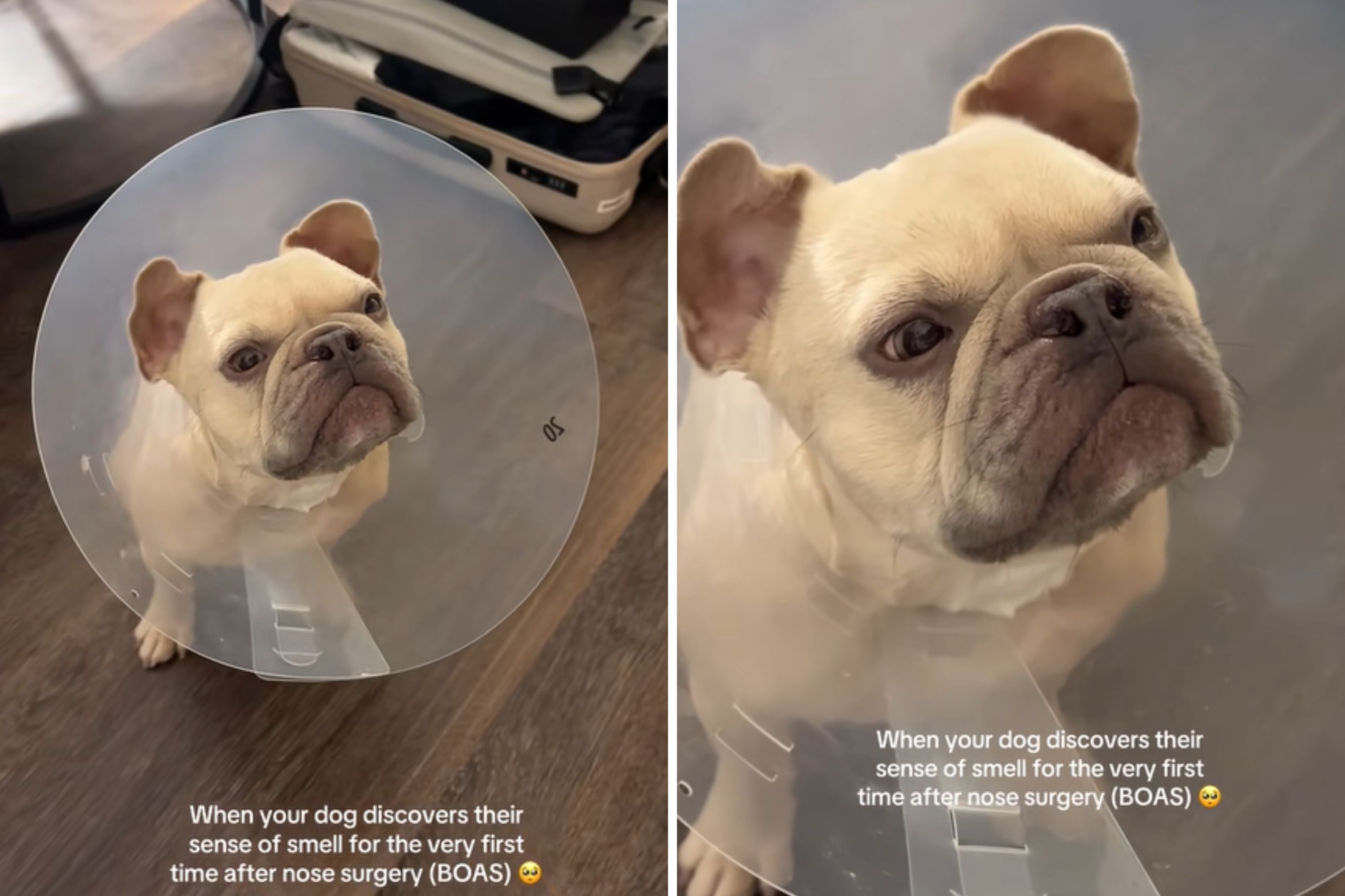 French Bulldog's Reaction to Smelling Again After Surgery Delights Internet