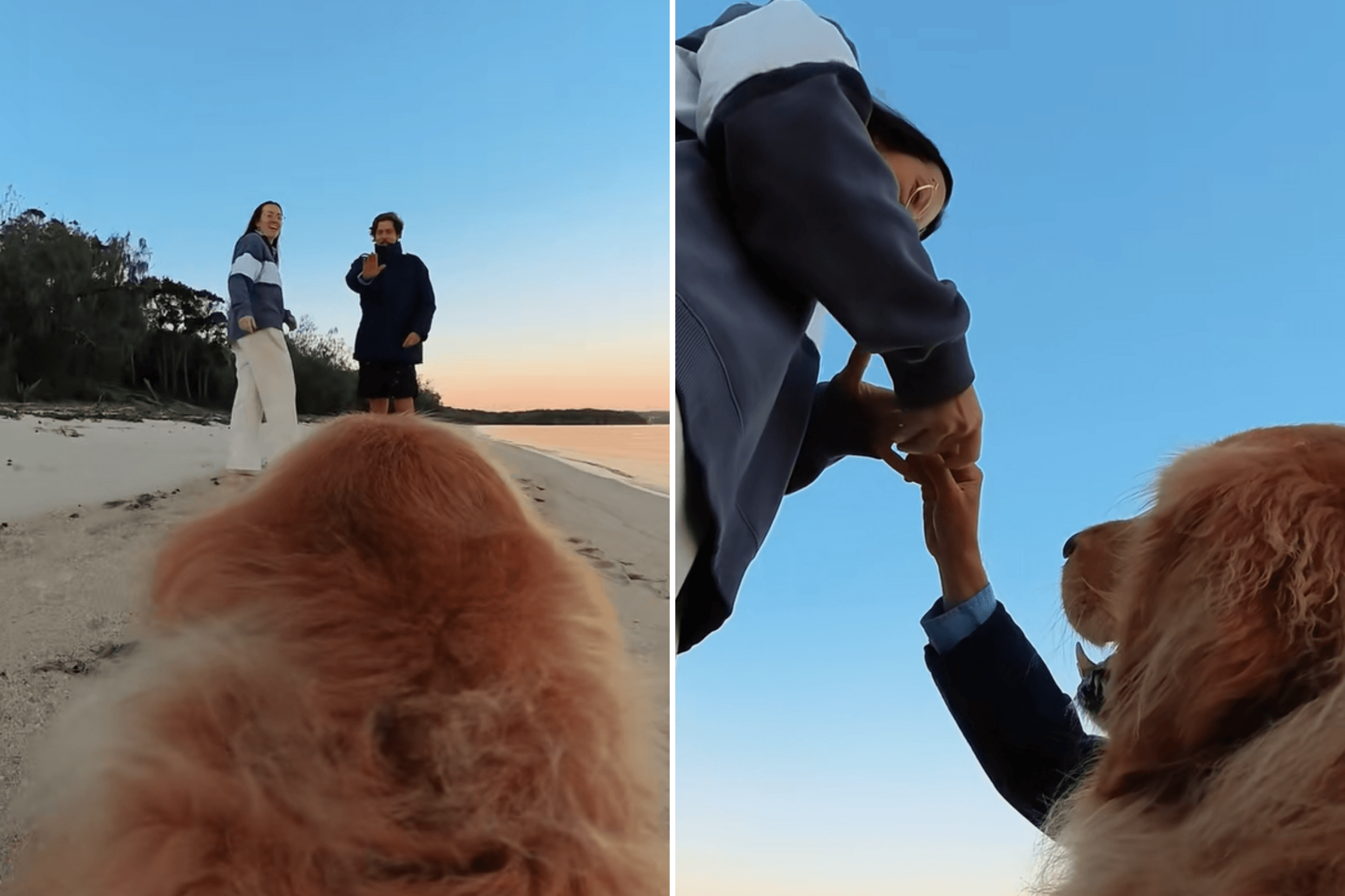 Couple Get Engaged, They Can't Believe What Their Golden Retriever Captures