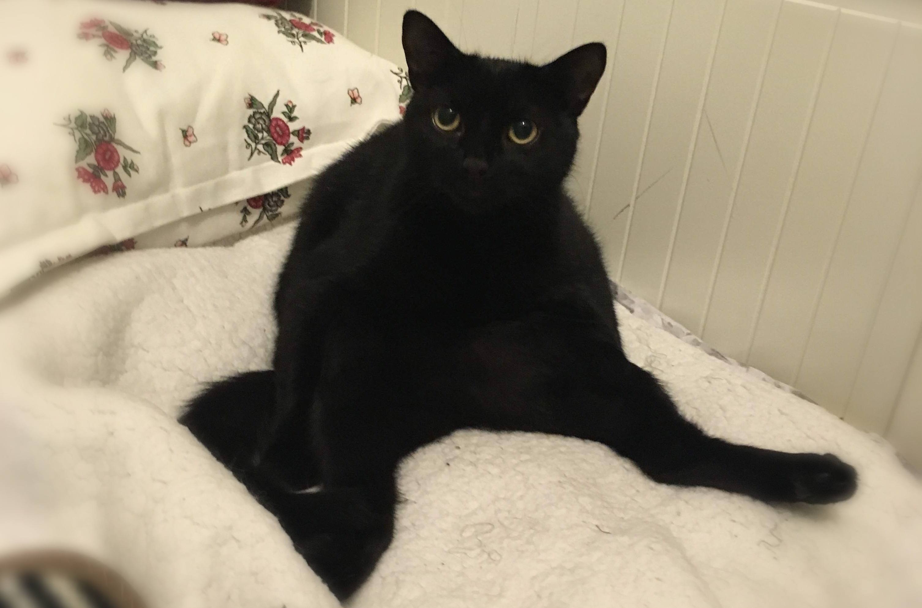 Woman Rescues Stray Cat During Heatwave, Hysterics Over How It Behaves