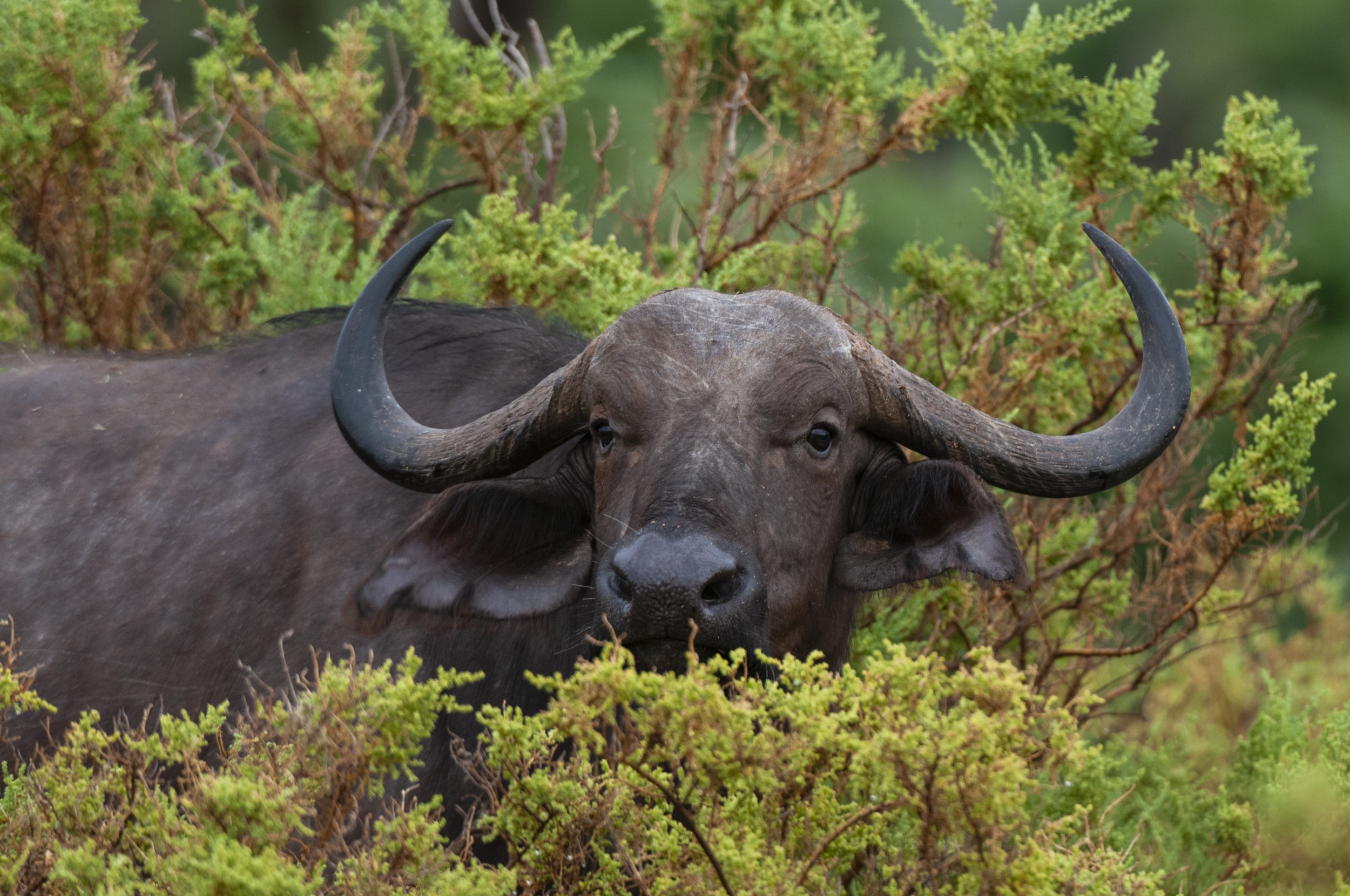 Wealthy Texan Trophy Hunter Killed by Buffalo He Was Tracking—Report