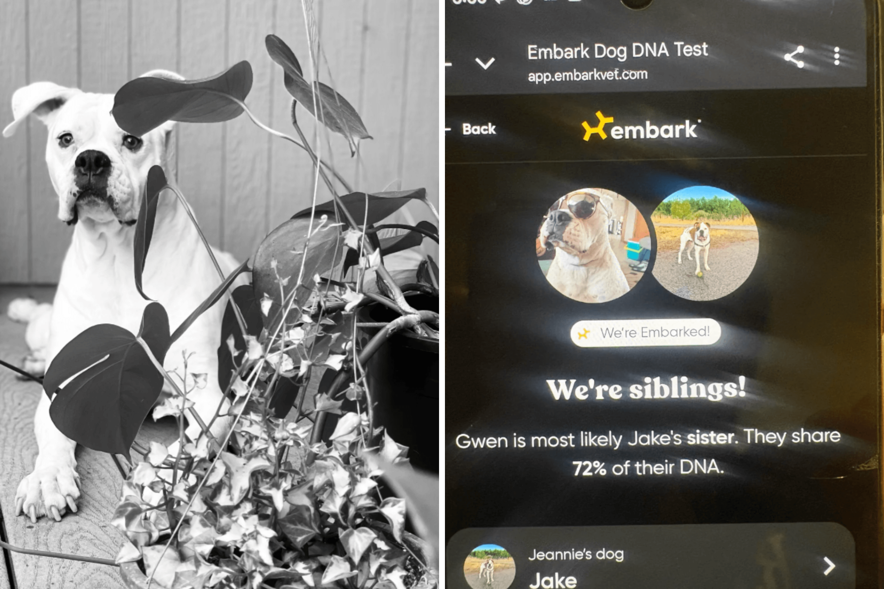 Rescue Dog Has DNA Test, Owner Gets Surprise Result Years Later