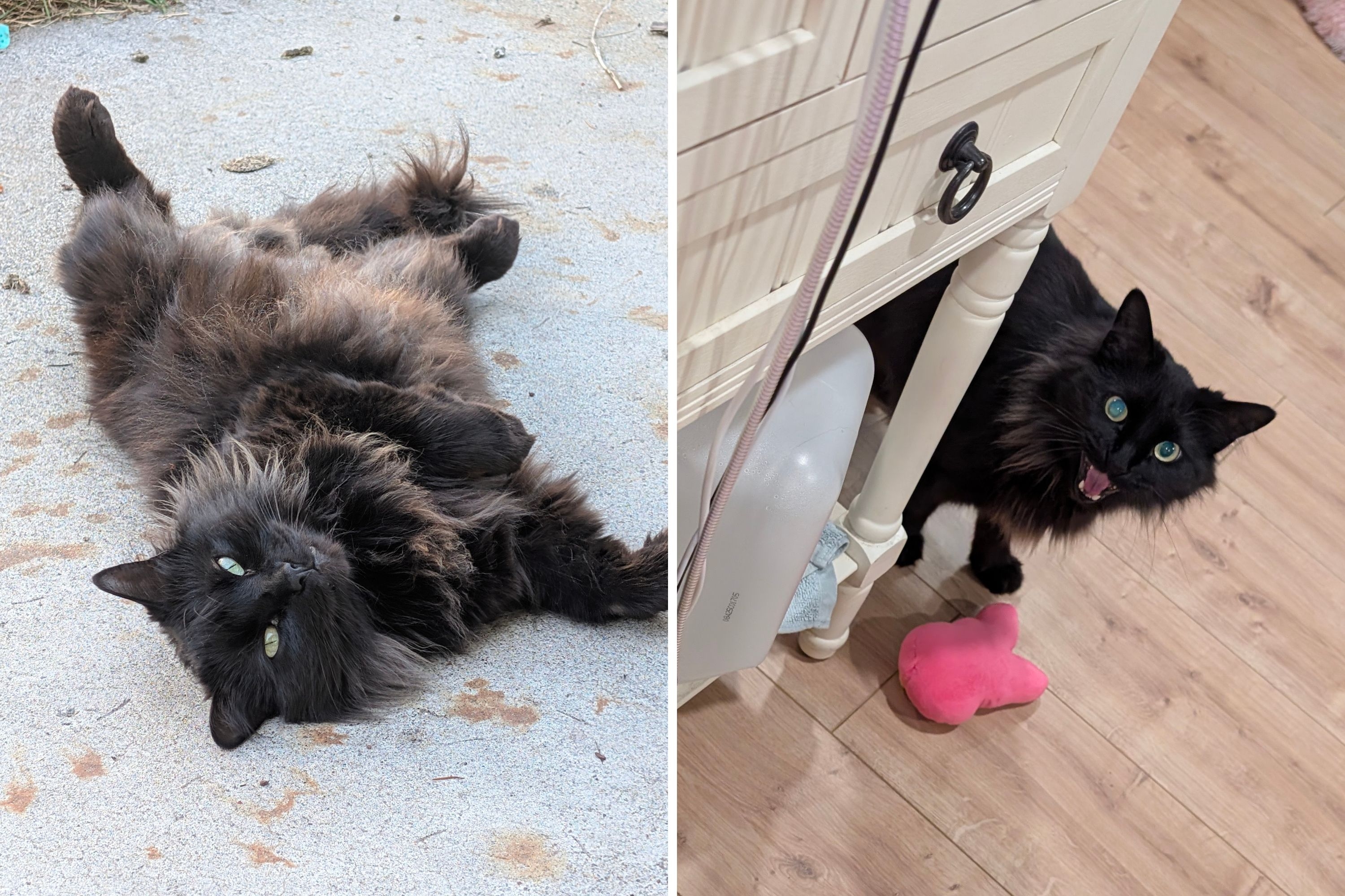 Cat Comforts Owner After Breakup by Bringing Stuffed Animals Every Night