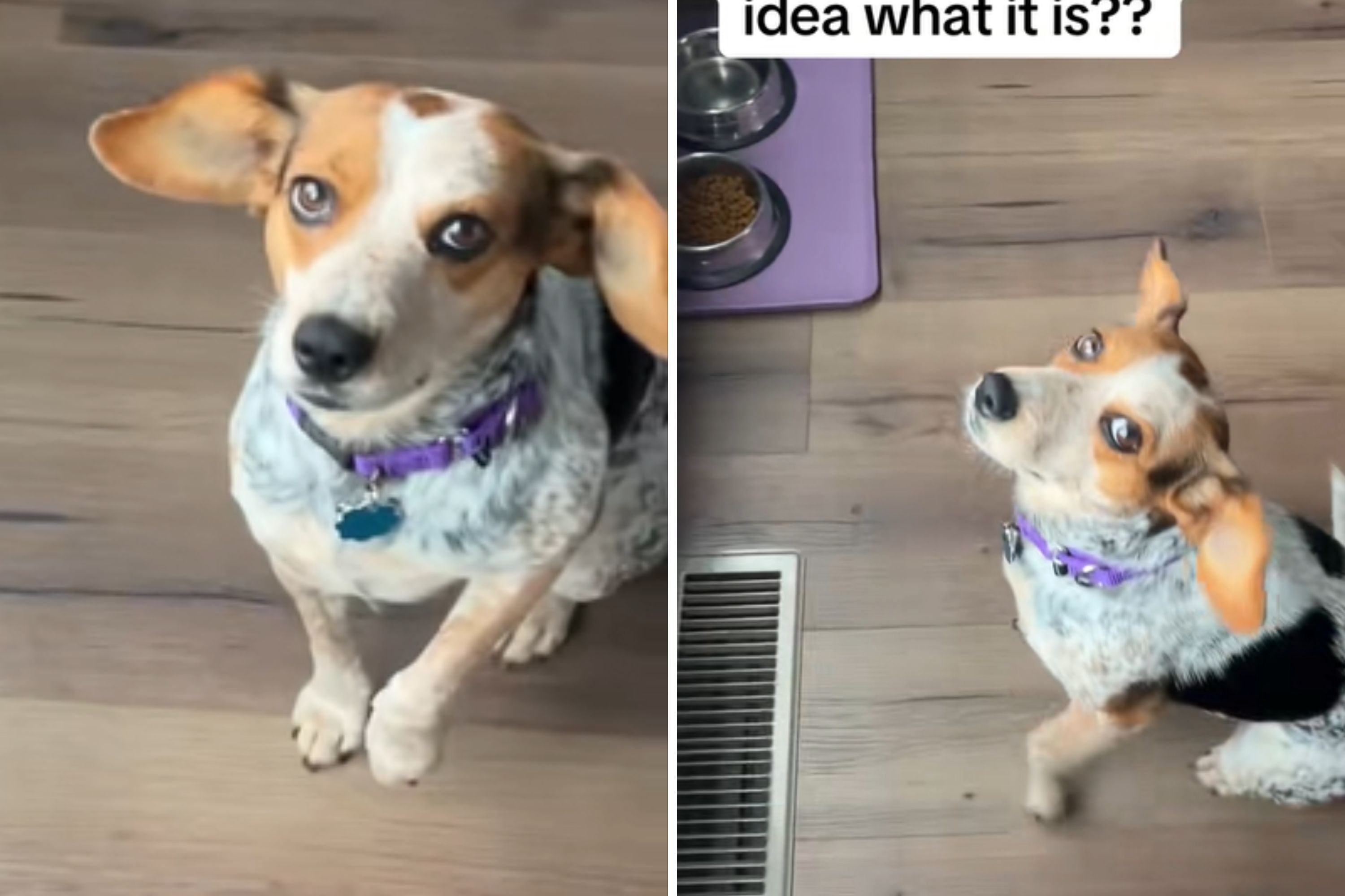 Woman Adopts Dog, Then Realizes She Doesn't Know 'Release Command' for Food
