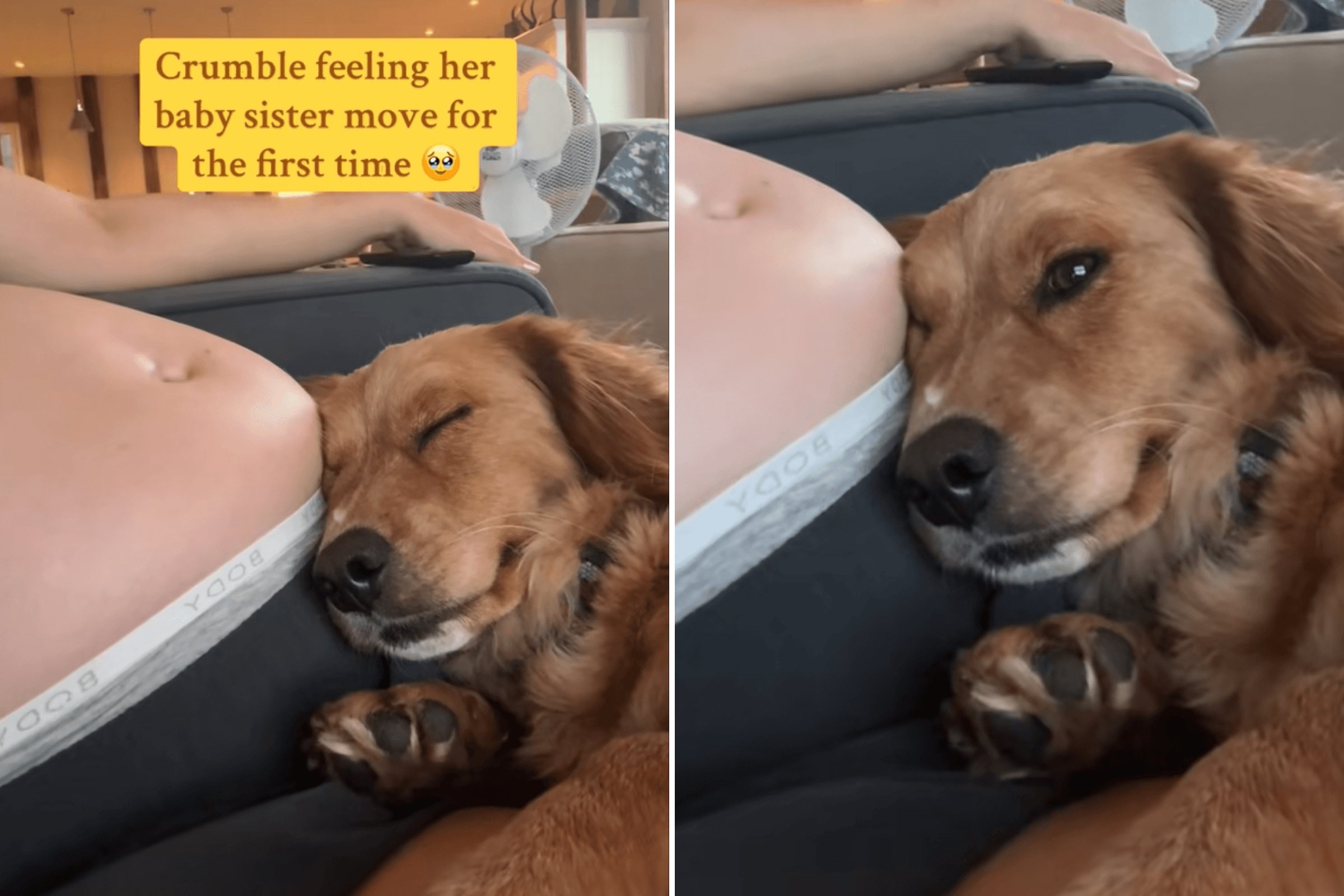 Moment Dog Feels Owner's Baby Kick For First Time: 'Her Little Smile'