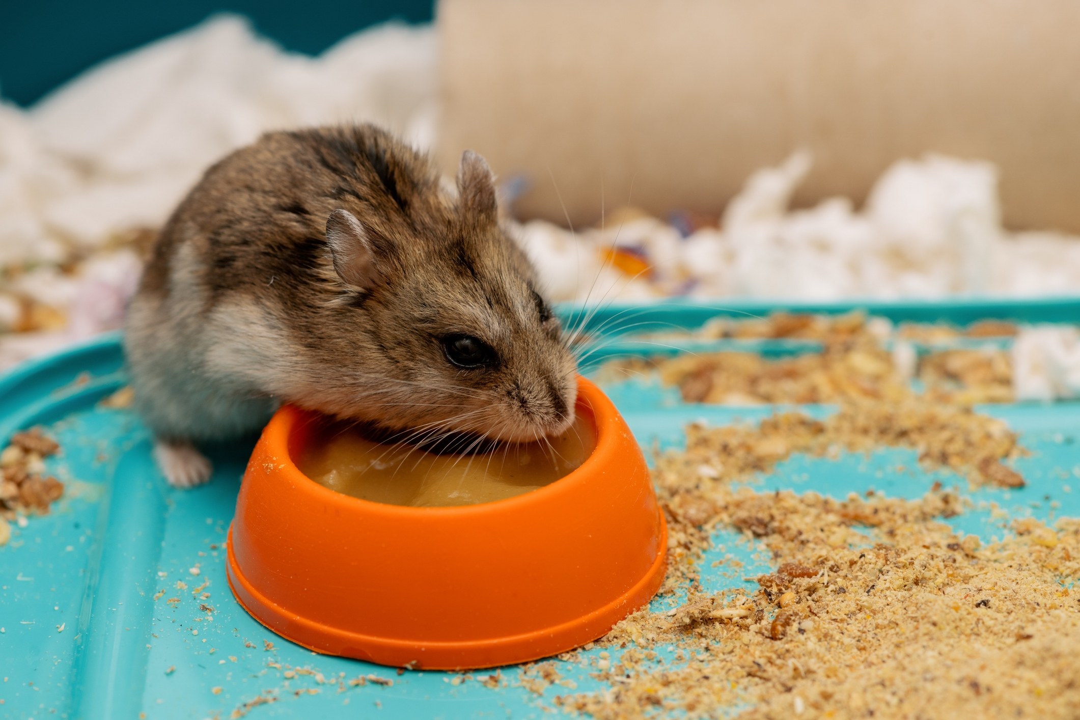 Have You Ever Seen a Senior Hamster? Internet Obsessed With 'Grandma Bambi'