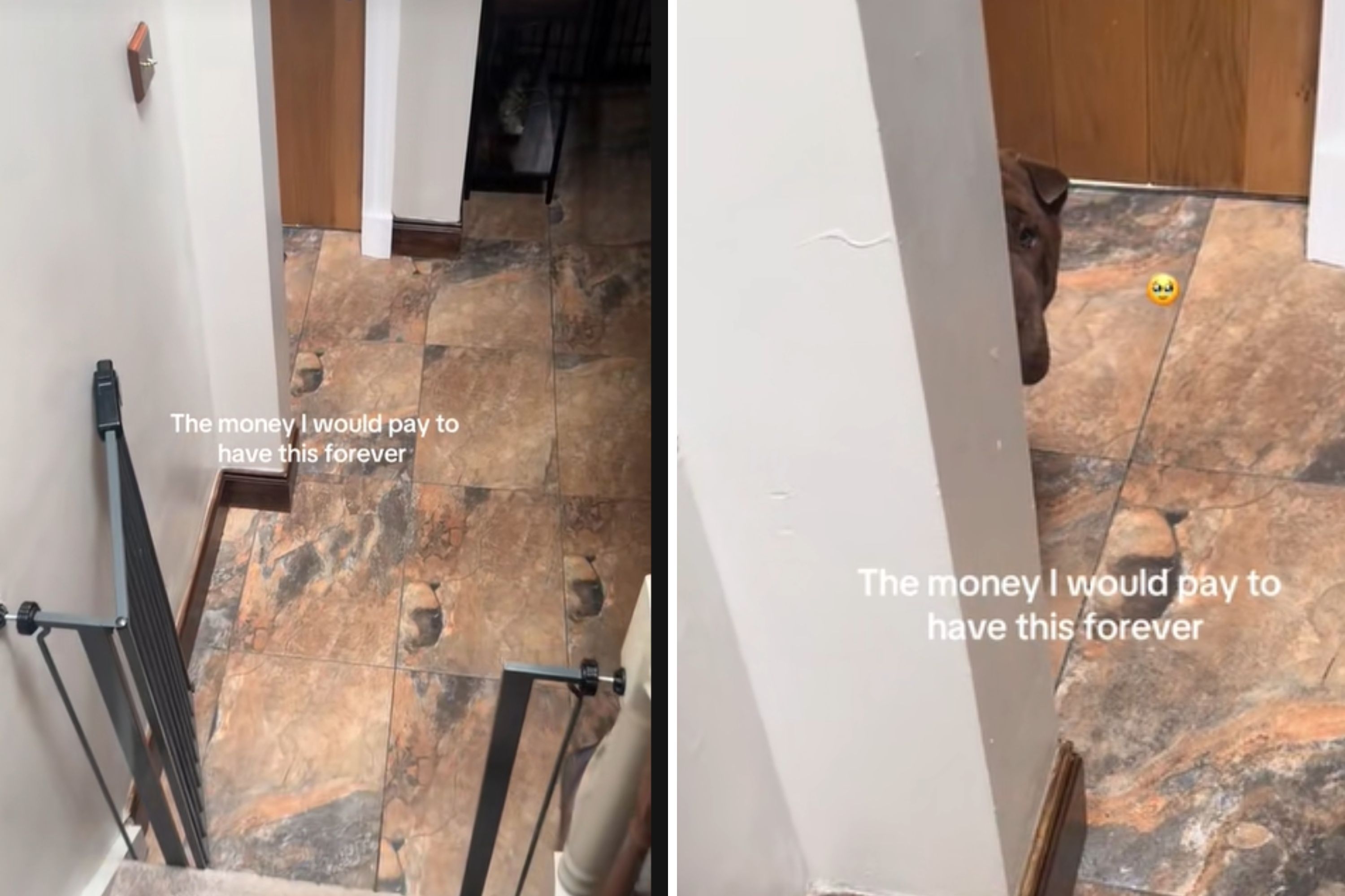 Dog Trying To Scare Owner Every Time She Goes Downstairs Delights Internet