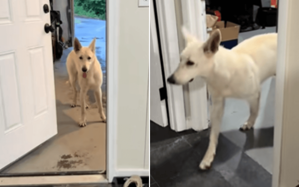 Tears As Rescue Dog Takes First 'Cautious' Steps Into New Forever Home