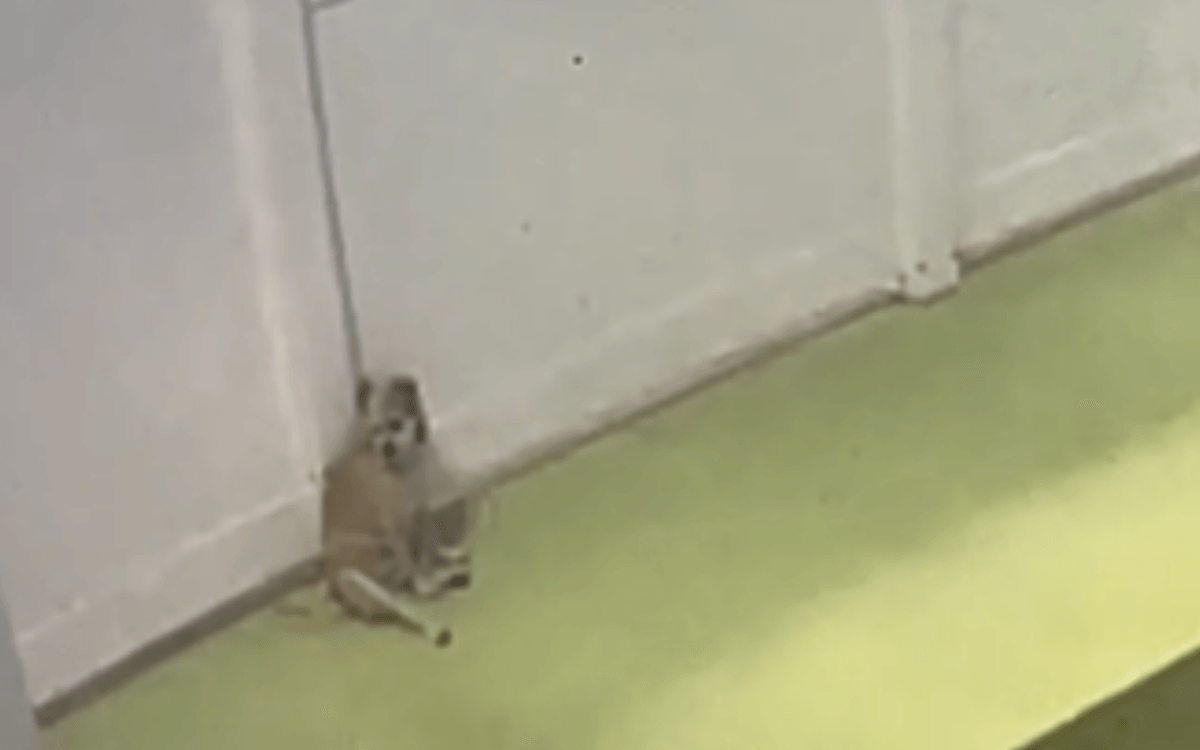 Woman Checks In on 'Introvert' Rescue Dog at Day Care—Tears at What She Sees