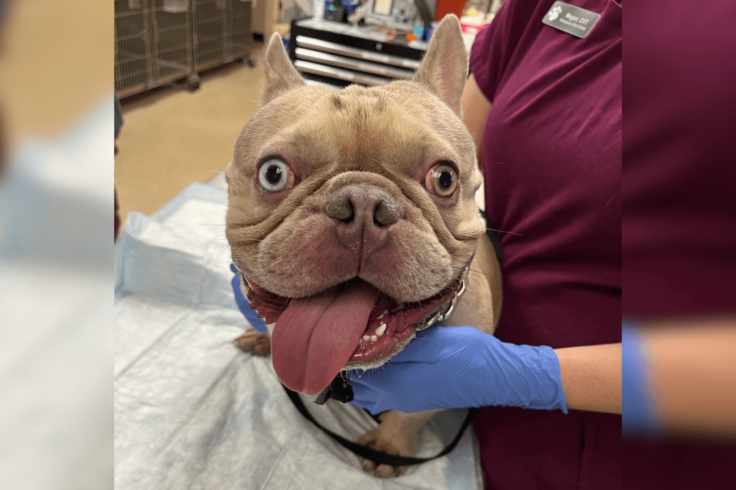 Owner Arrested After Leaving Dog in Scorching Car To Go to Beach