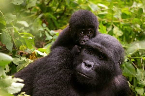 Ugandan capital Entebbe joins Gatwick's long-haul route network
