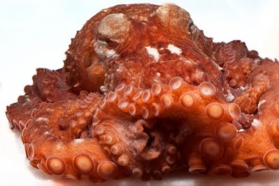 SHOCKING: Giant Octopus Attacks Young Boy at Texas Aquarium, Stares at Him from Glass Tank