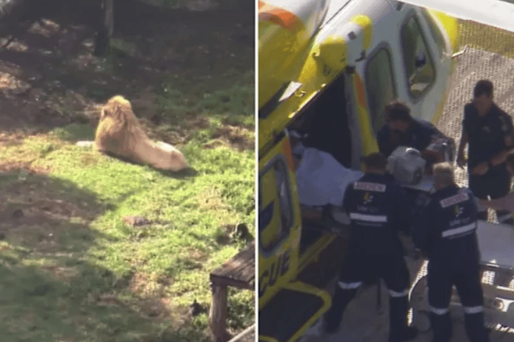 Woman Loses Arm After Being Attacked by Lion at Queensland Zoo