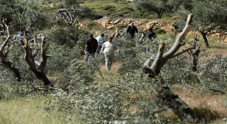 Israeli Settlers Uproot 180 Trees in West Bank Village